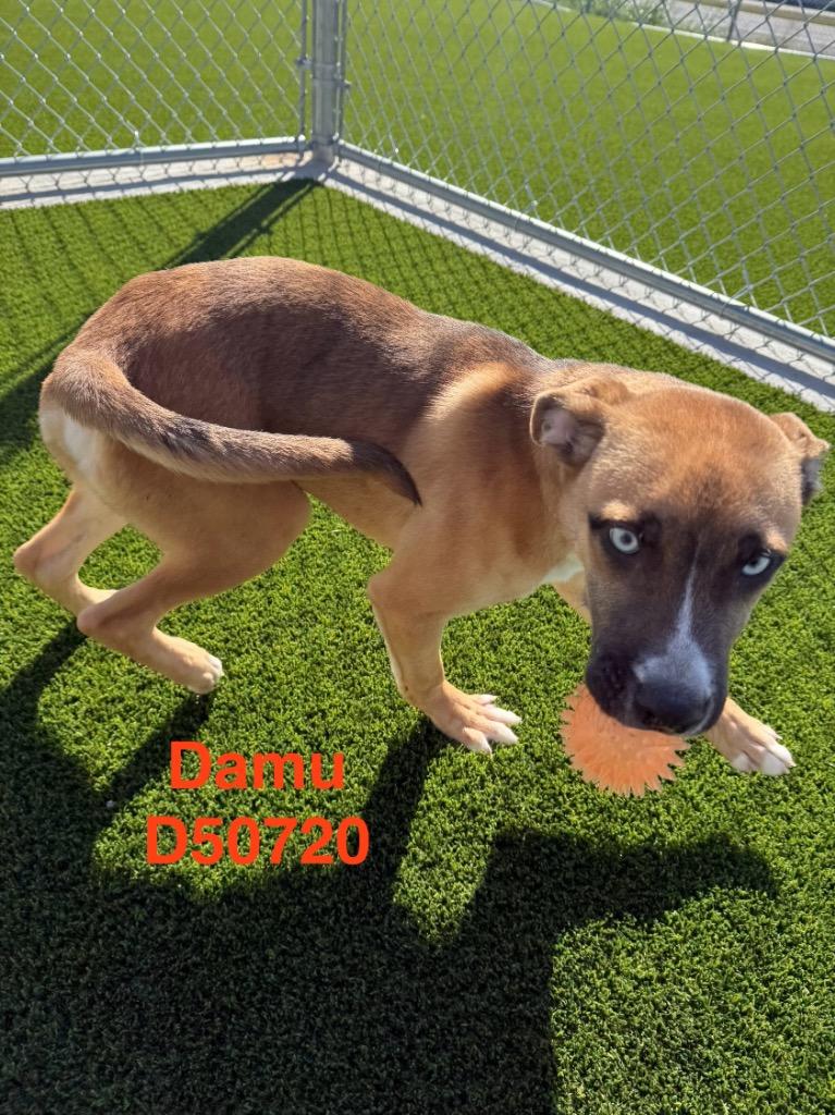 Enlarge Damu, a Adoptable Mixed Breed in Clarksville, TN image 3/3