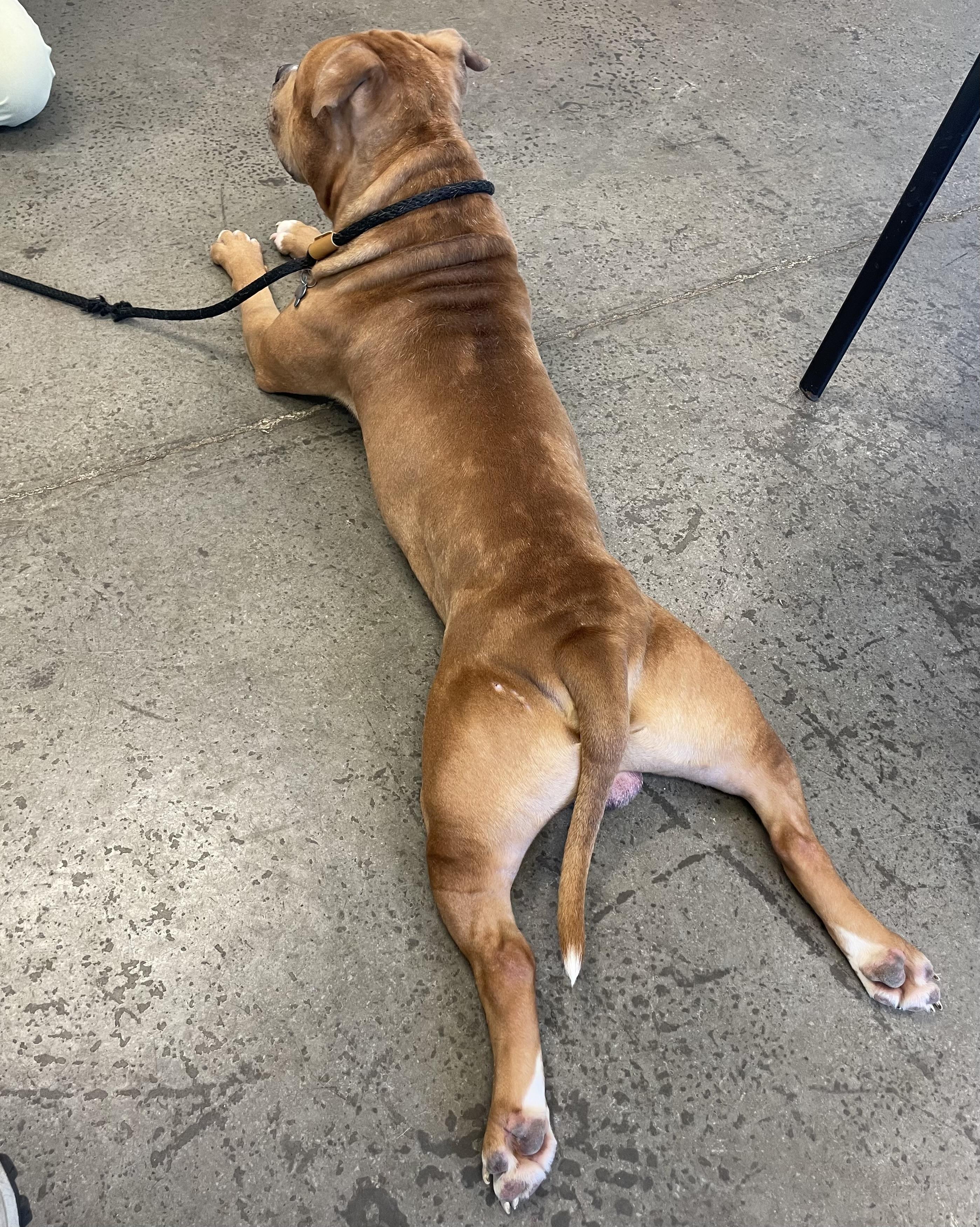 Enlarge Rafiki, a ADOPTABLE mixed breed in Mishawaka, IN image 4/6