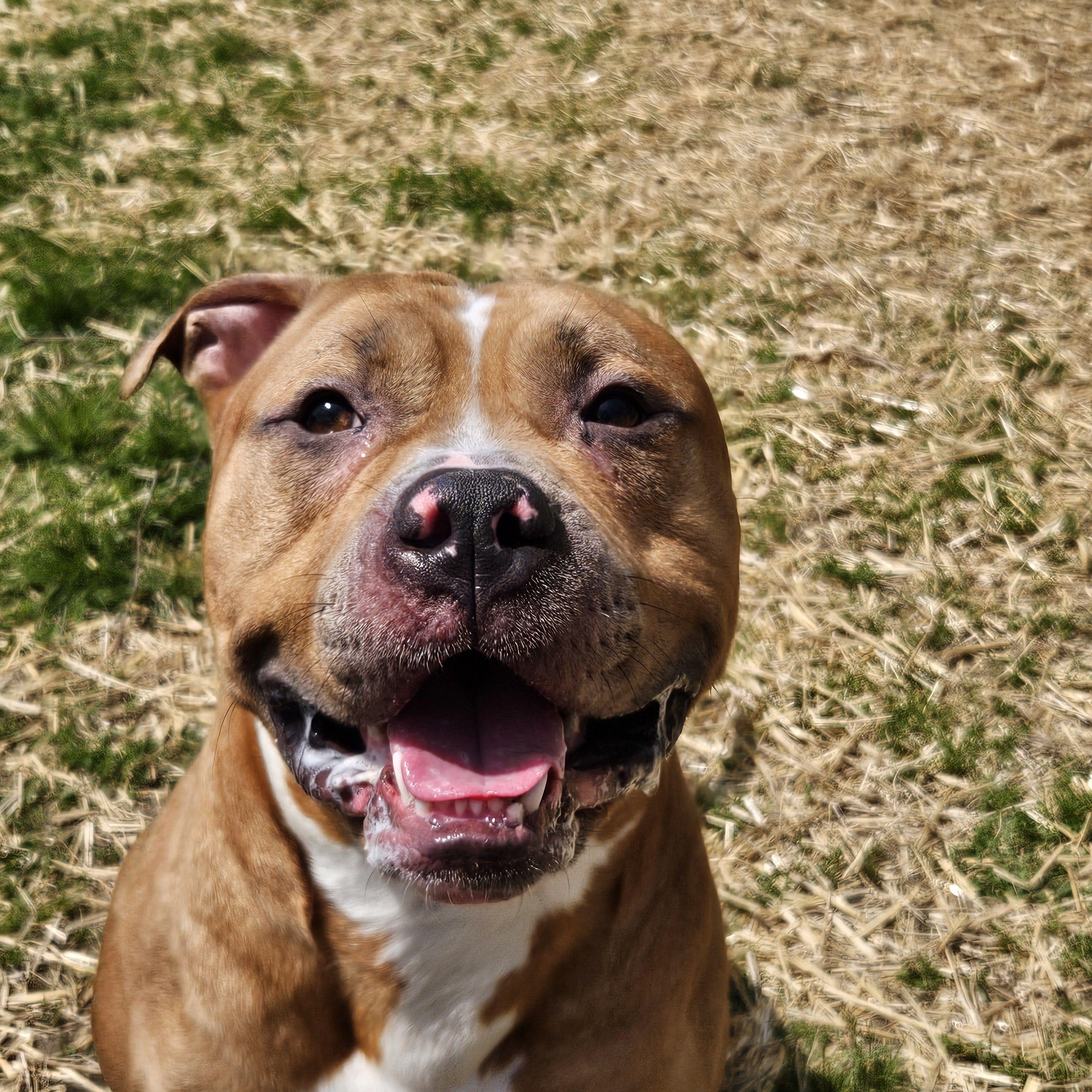 Enlarge Rafiki, a ADOPTABLE mixed breed in Mishawaka, IN image 3/6