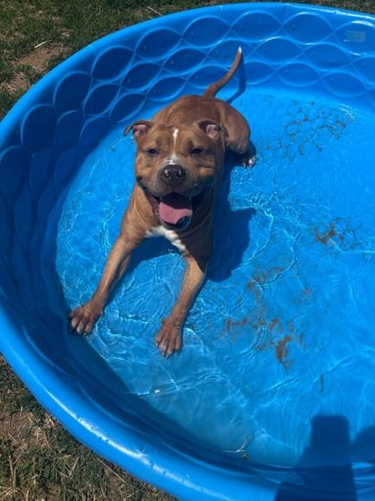 Rafiki, ADOPTABLE, Adult Male Mixed Breed.