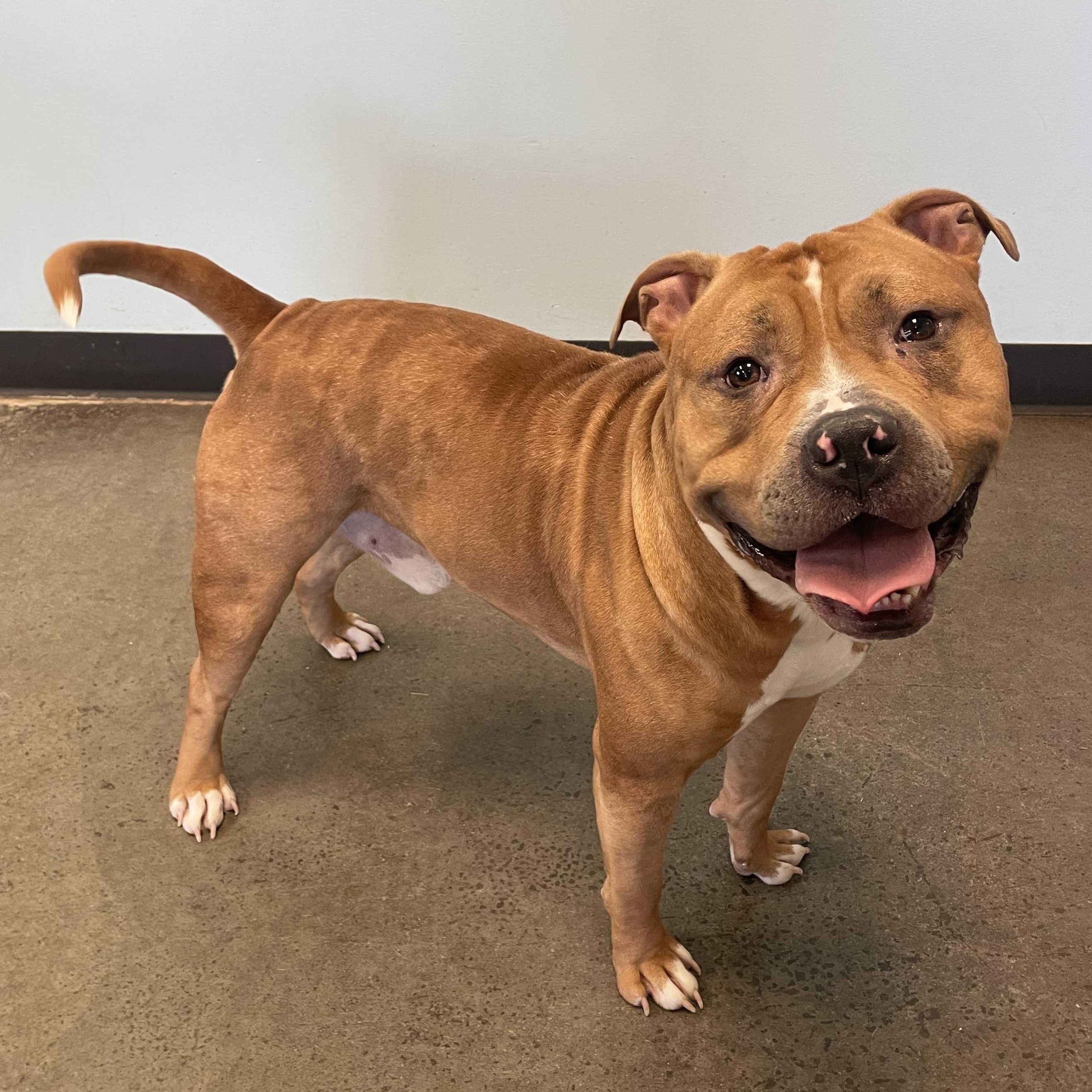 Enlarge Rafiki, a ADOPTABLE mixed breed in Mishawaka, IN image 6/6