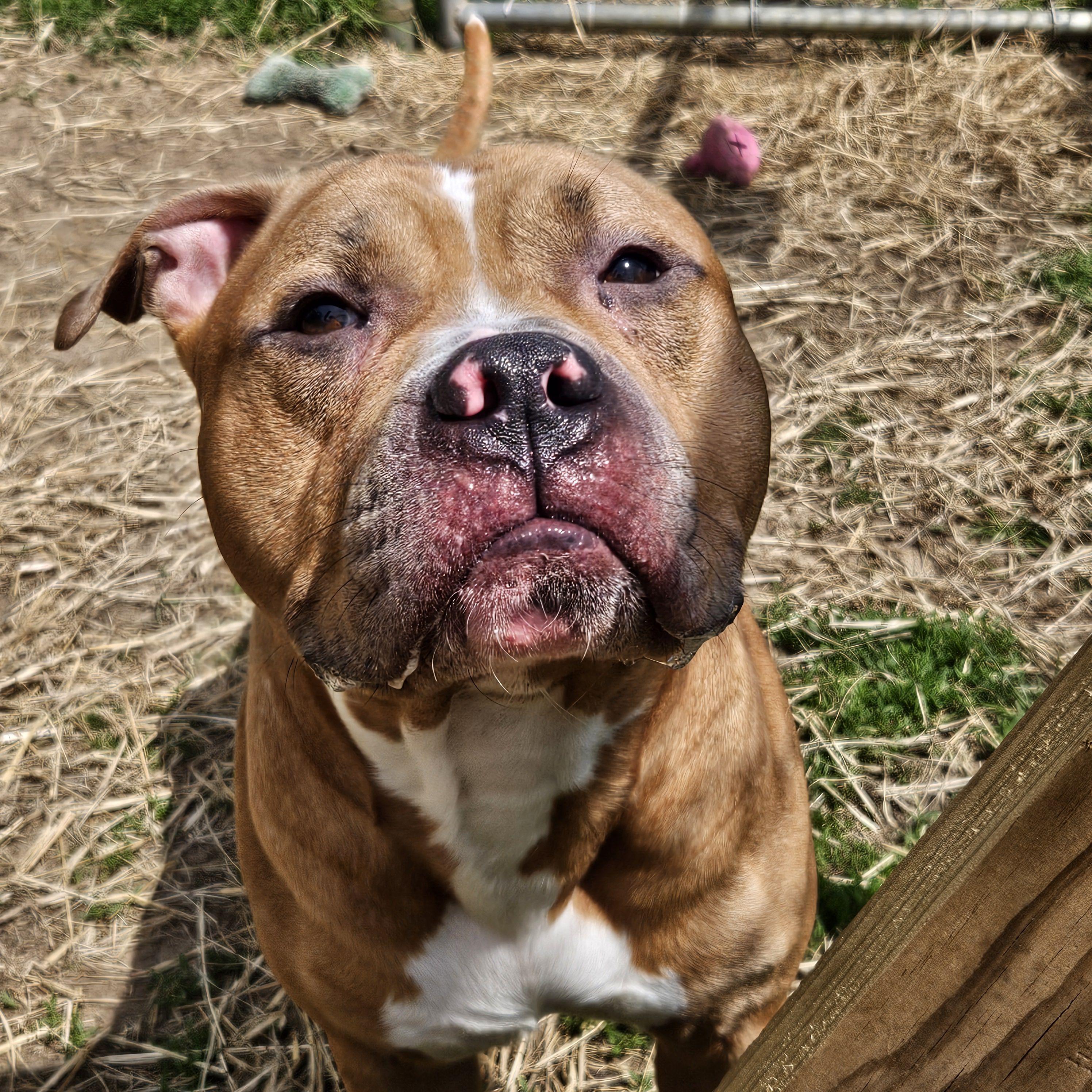 Enlarge Rafiki, a ADOPTABLE mixed breed in Mishawaka, IN image 2/6