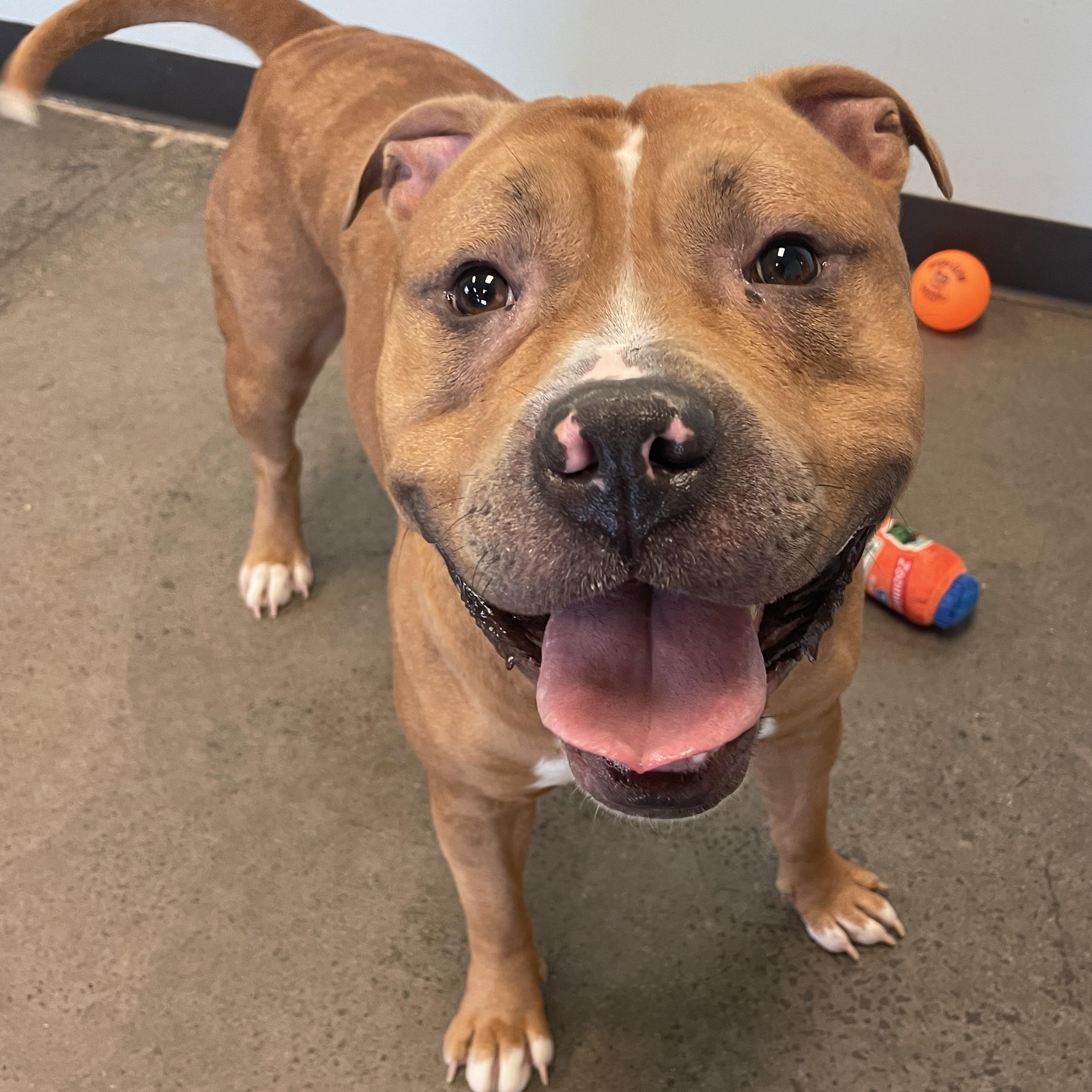 Enlarge Rafiki, a ADOPTABLE mixed breed in Mishawaka, IN image 5/6