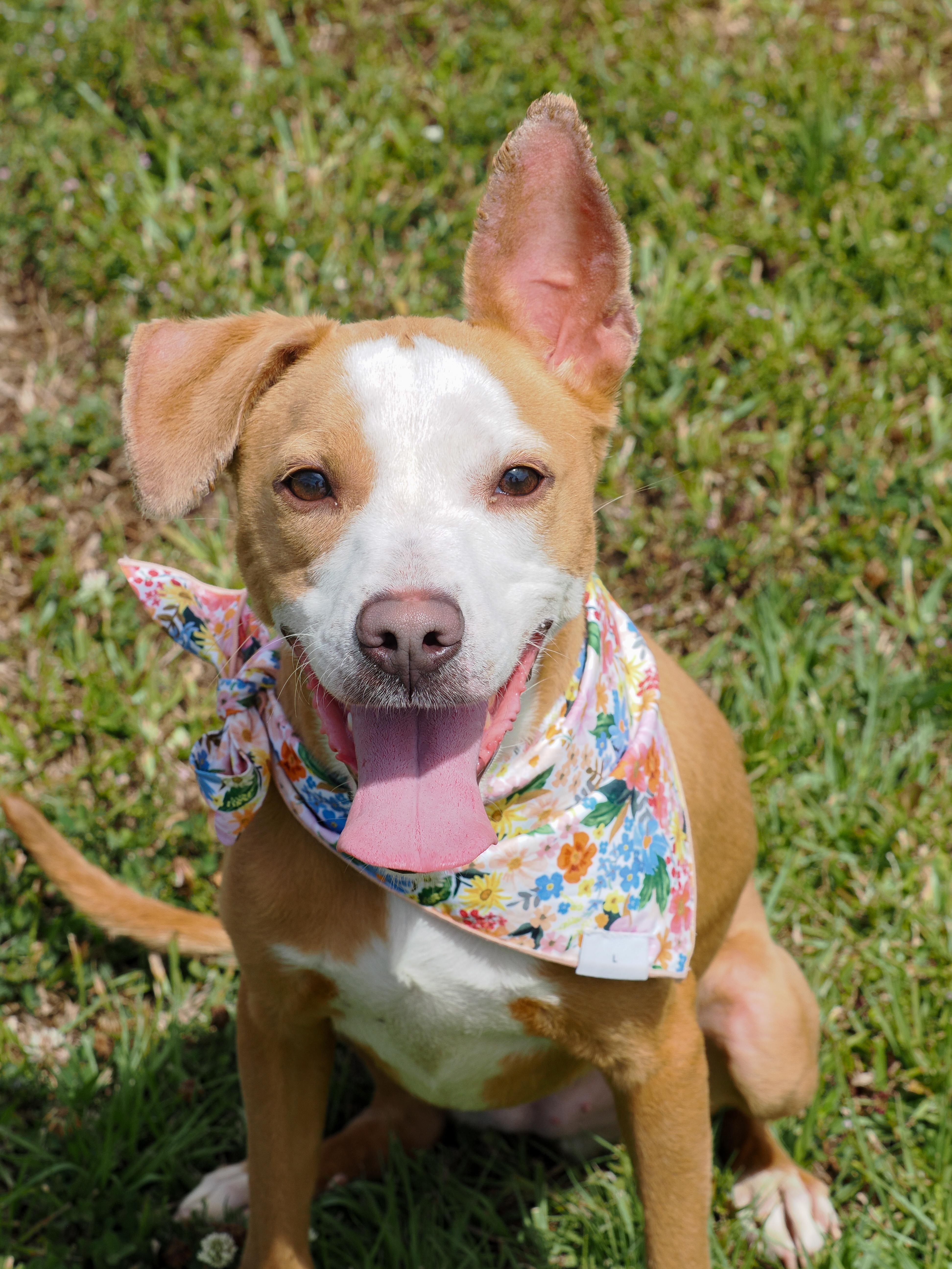 Gazelle, adopted, Adult Female Mixed Breed.