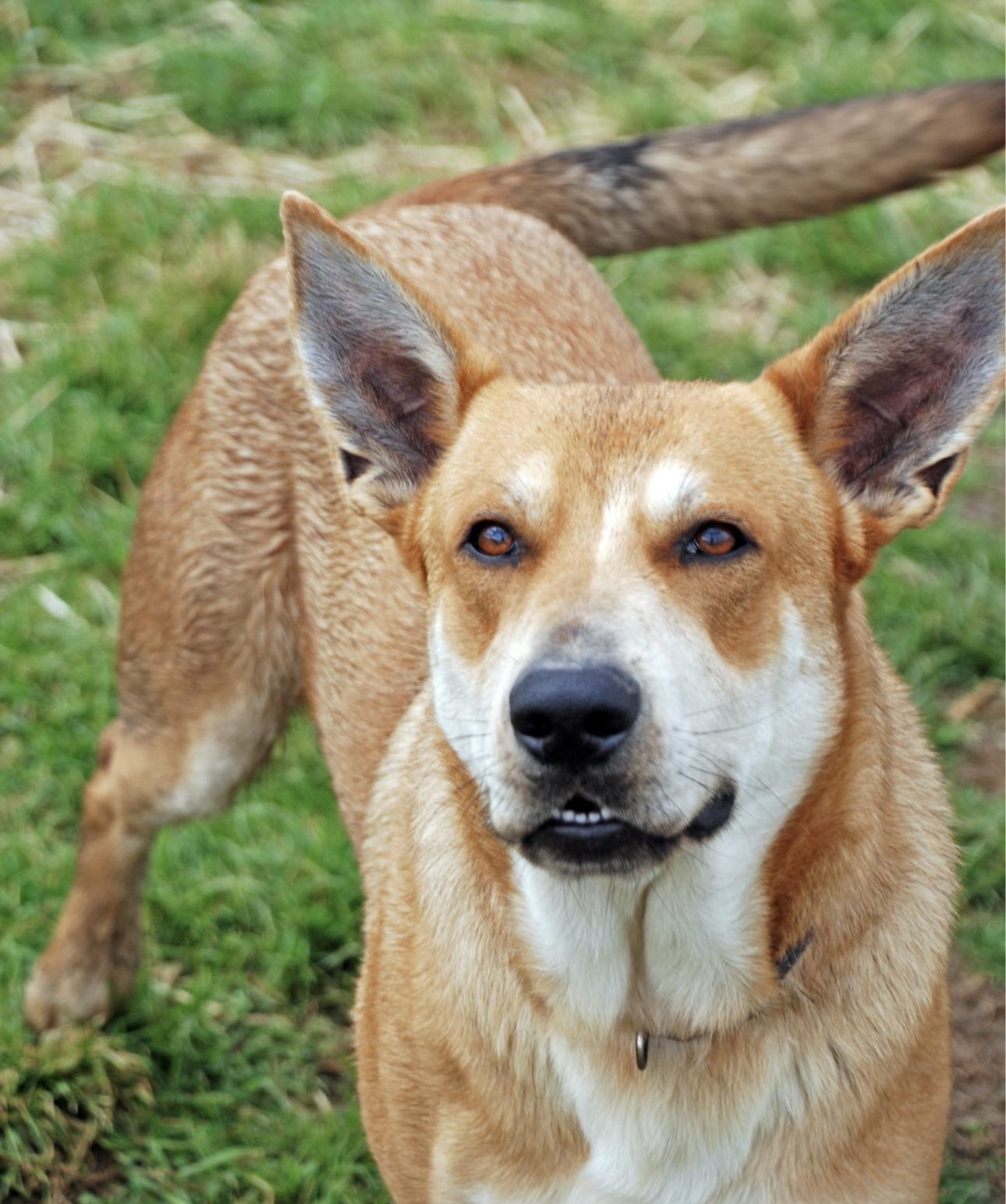 Dundee, a Adoptable mixed breed in Madisonville, TX image 1/4