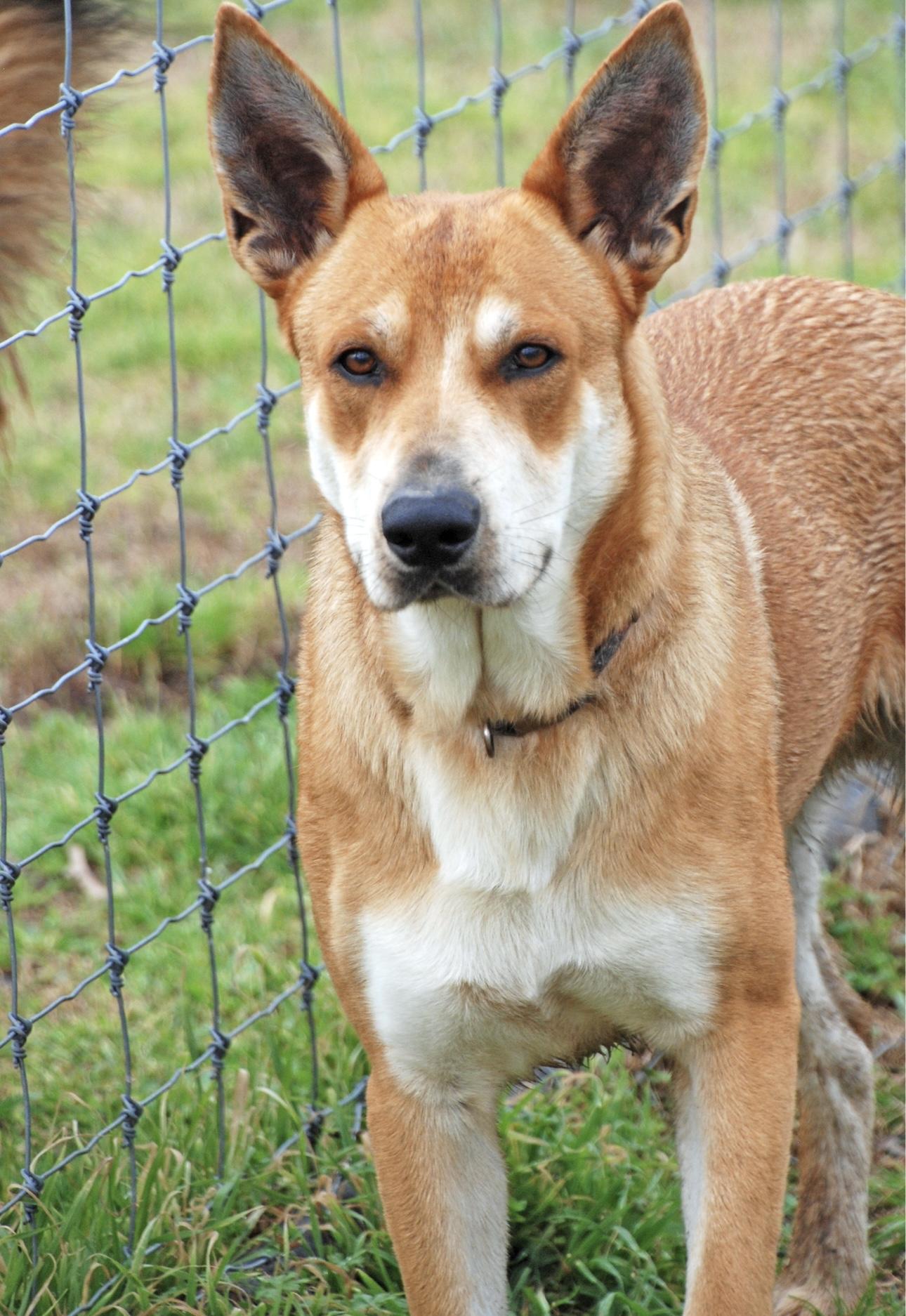 Dundee, a Adoptable mixed breed in Madisonville, TX image 2/4