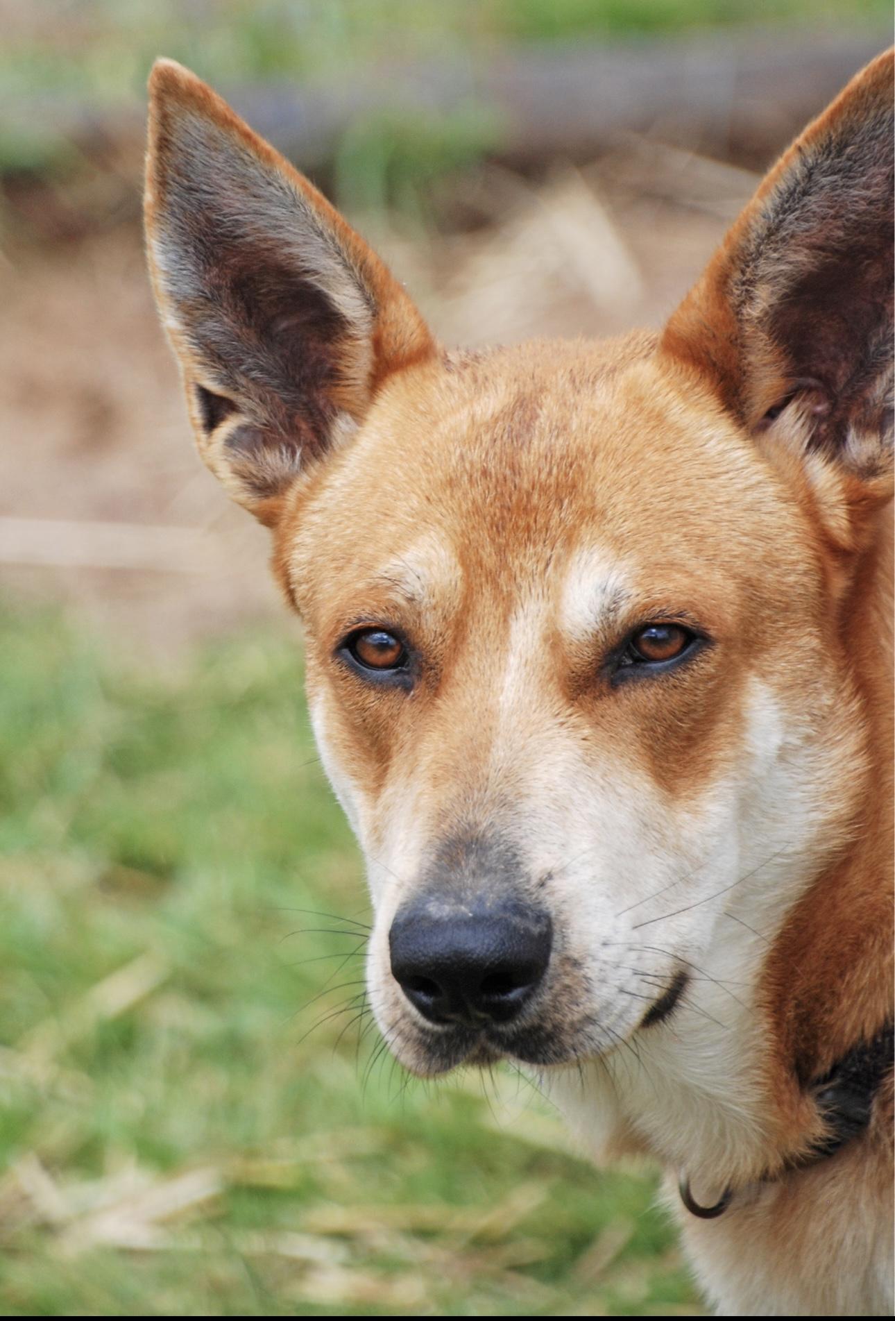 Dundee, a Adoptable mixed breed in Madisonville, TX image 3/4