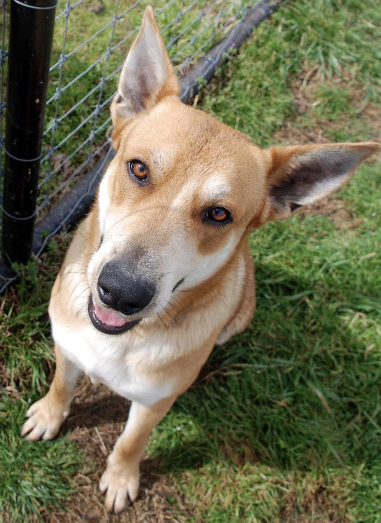 Dundee, a Adoptable mixed breed in Madisonville, TX image 4/4