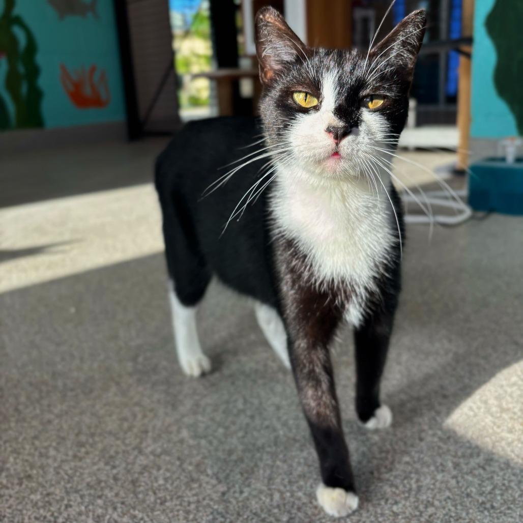 Molly, Adoptable, Young Female Domestic Short Hair.