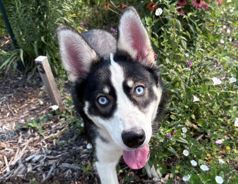 Enlarge Lacey, an adopted mixed breed in Columbus, IN image 2/2