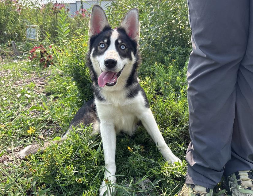 Lacey, adopted, Young Female Siberian Husky & Australian Shepherd.