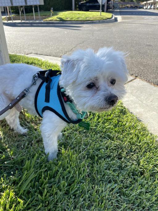 Zipper, adoptable, Senior Male Maltese.