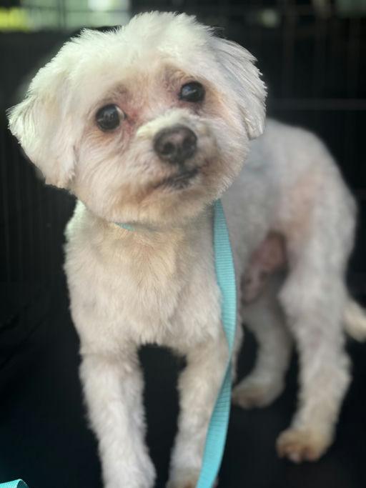 Enlarge Zipper, an adoptable Maltese in Los Angeles, CA image 2/3