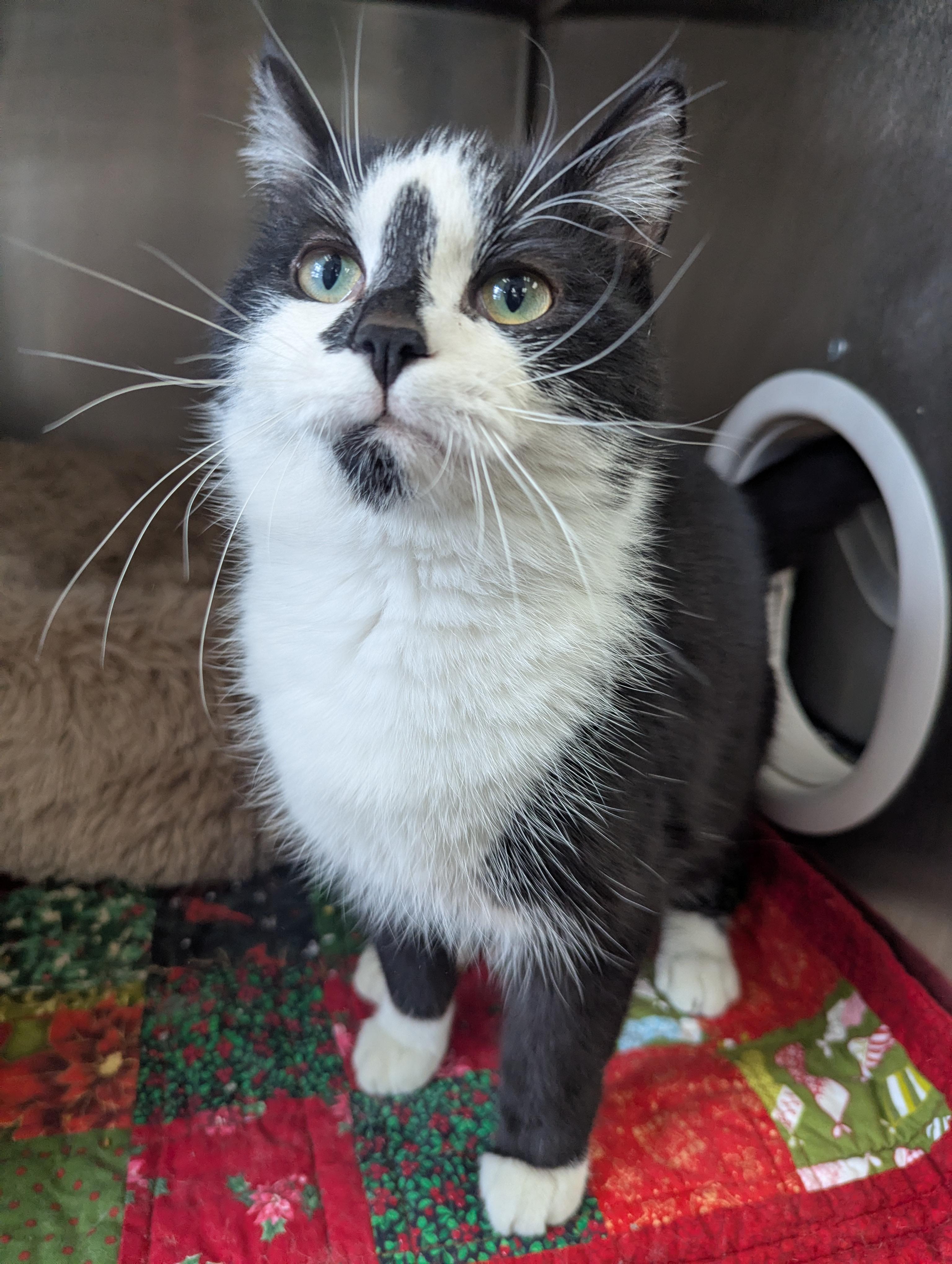 Edgar, adopted, Adult Male Domestic Short Hair.