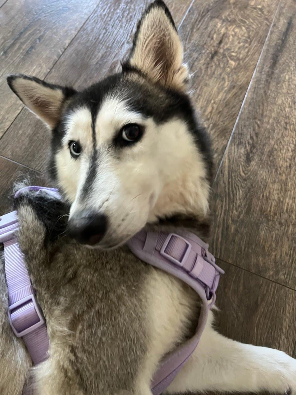 Gracie Husky Dog
