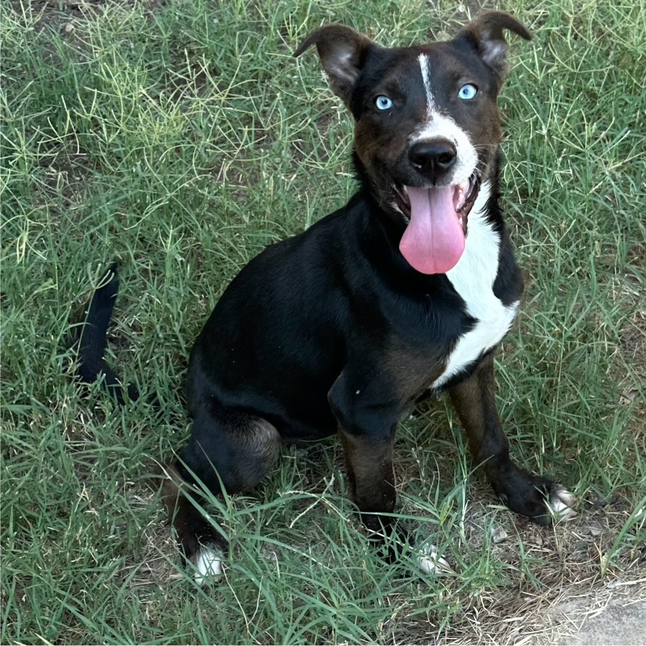 Enlarge Loretta Lynn, a Adoptable mixed breed in San Angelo, TX image 1/5