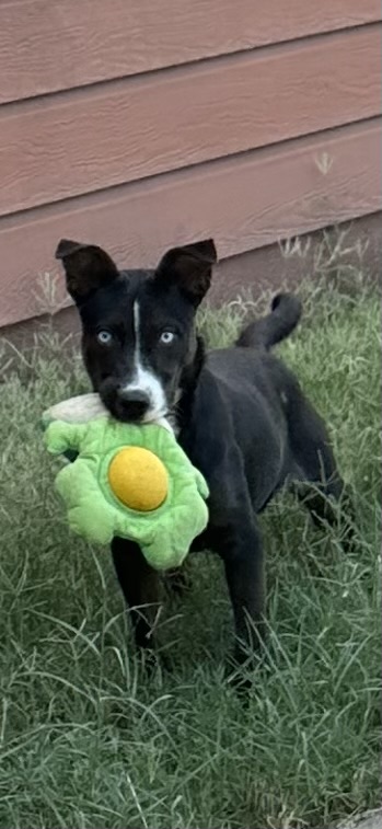 Enlarge Loretta Lynn, a Adoptable mixed breed in San Angelo, TX image 2/5