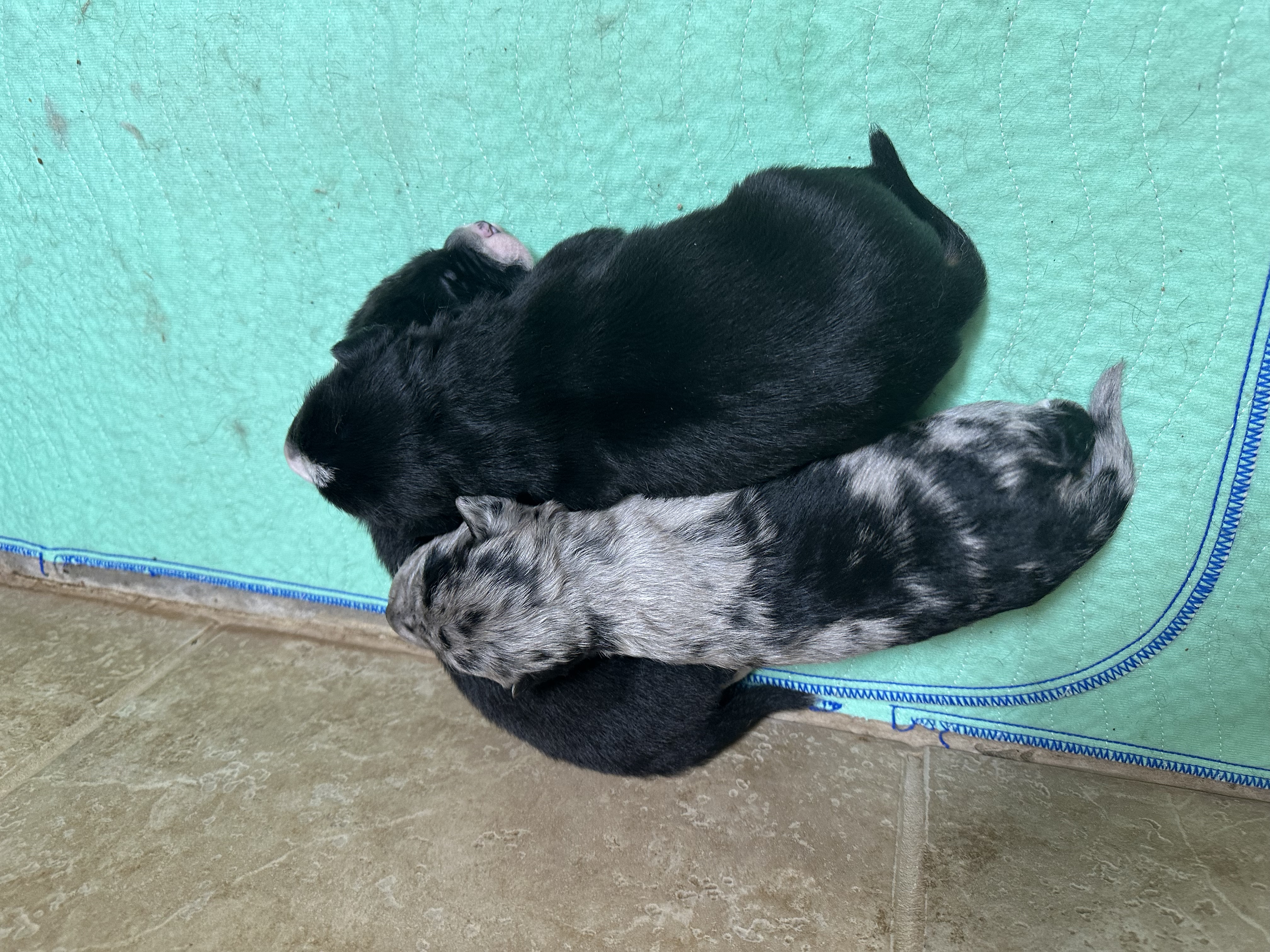 Enlarge Loretta Lynn, a Adoptable mixed breed in San Angelo, TX image 4/5
