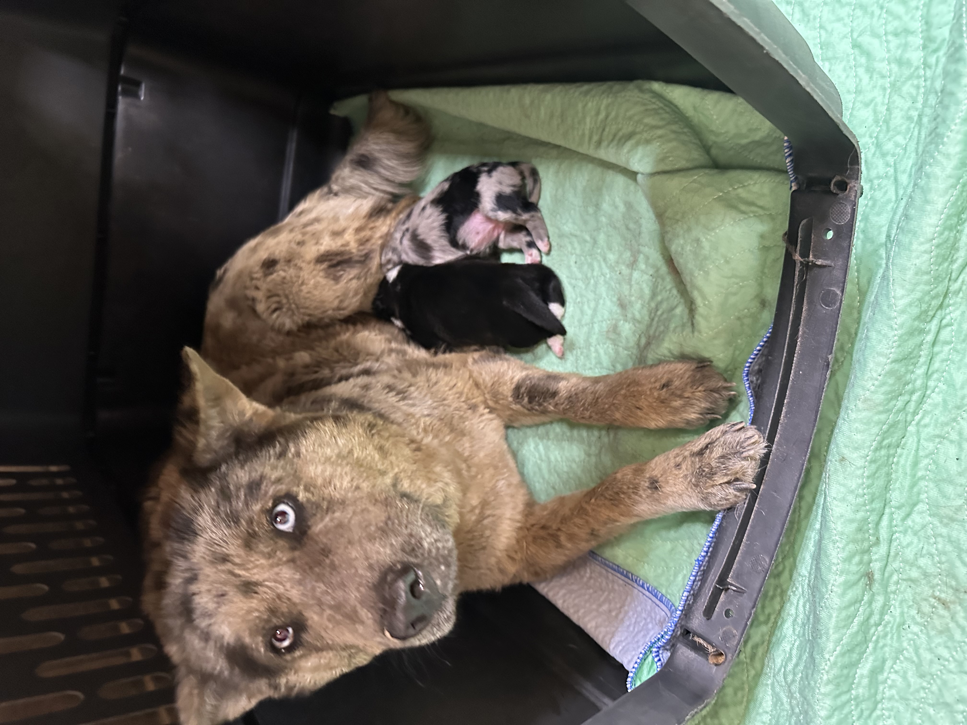 Enlarge Loretta Lynn, a Adoptable mixed breed in San Angelo, TX image 5/5