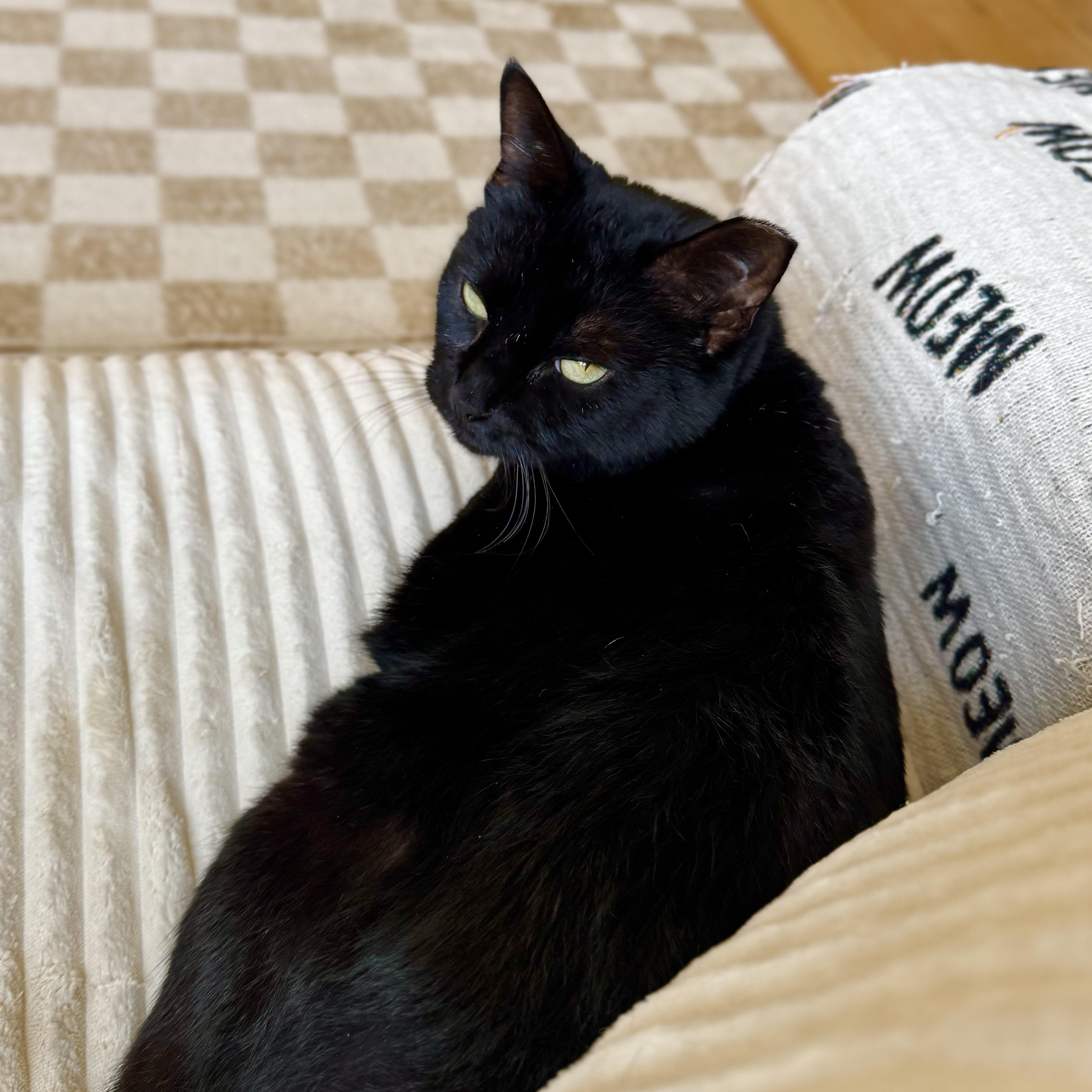 Enlarge Salem, a Adoptable Domestic Short Hair in Ramsey, NJ image 1/6