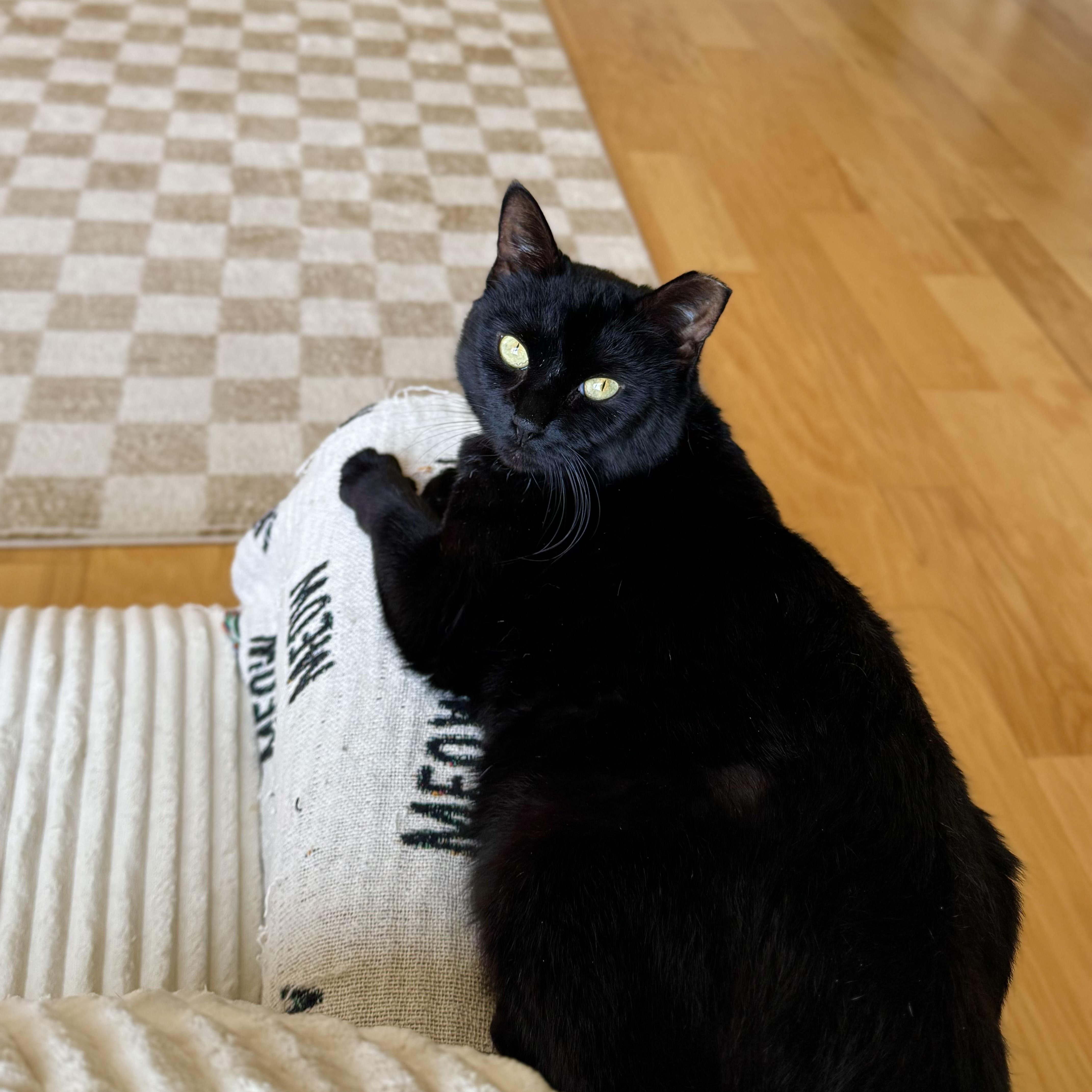 Enlarge Salem, a Adoptable Domestic Short Hair in Ramsey, NJ image 2/6