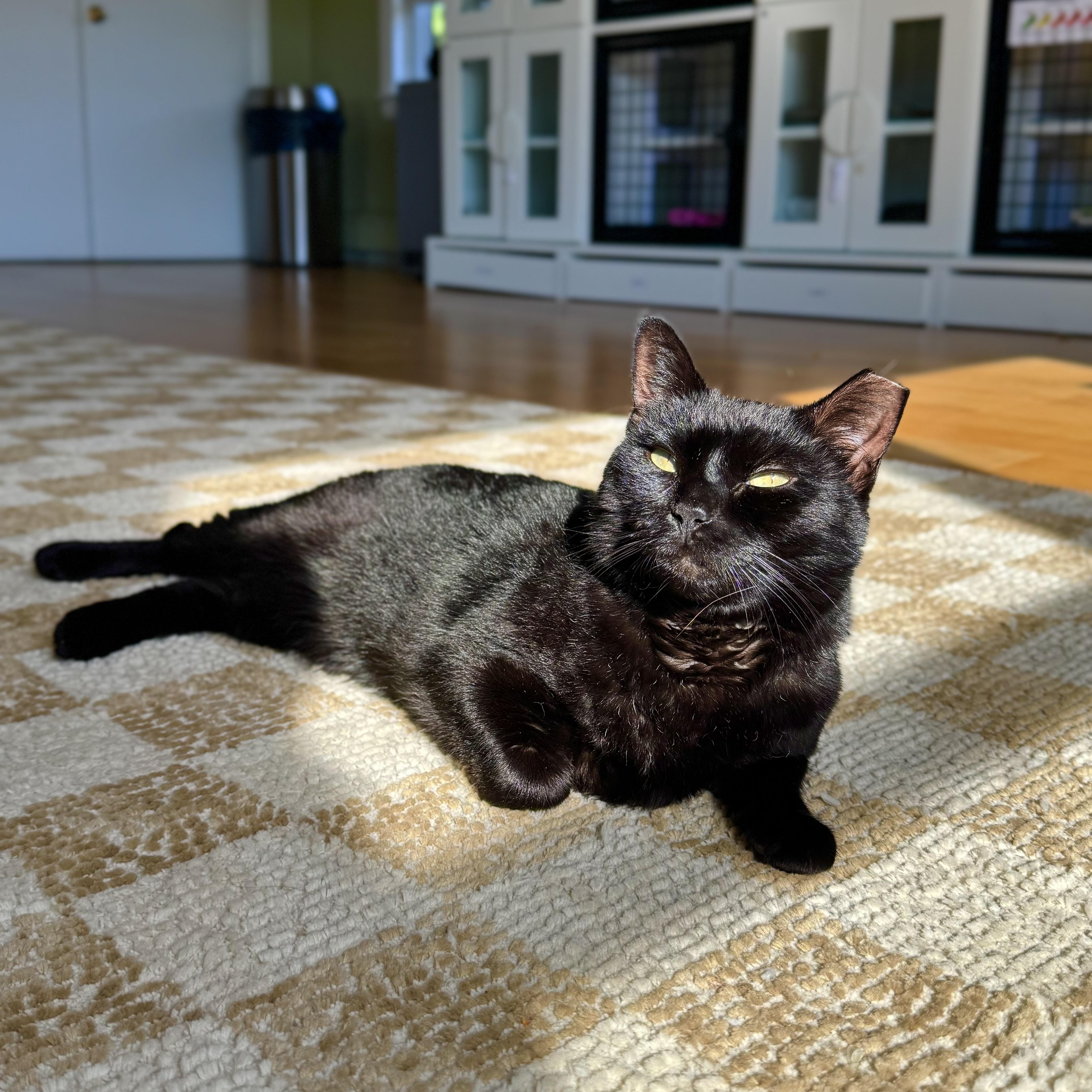 Enlarge Salem, a Adoptable Domestic Short Hair in Ramsey, NJ image 3/6