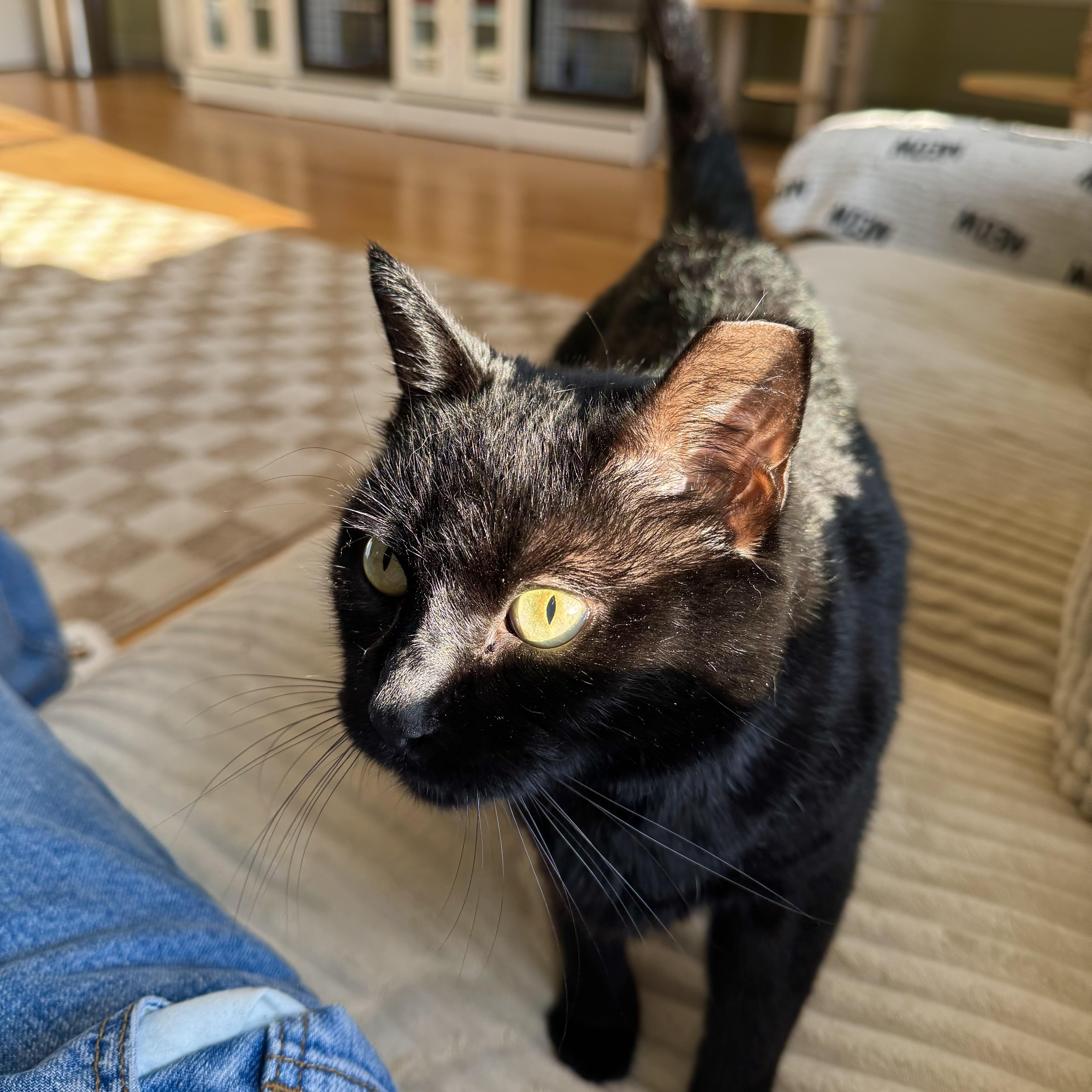 Enlarge Salem, a Adoptable Domestic Short Hair in Ramsey, NJ image 4/6