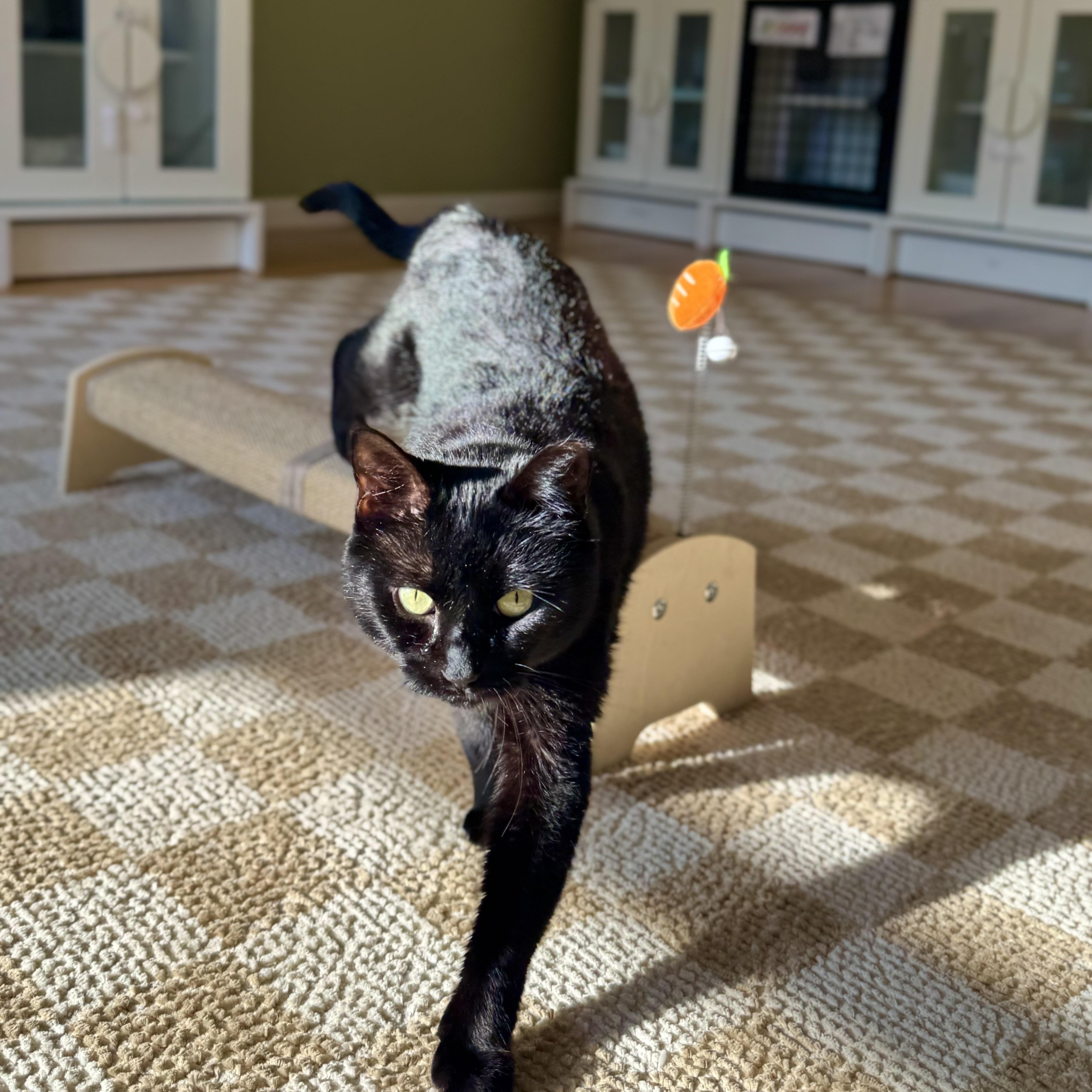 Enlarge Salem, a Adoptable Domestic Short Hair in Ramsey, NJ image 5/6