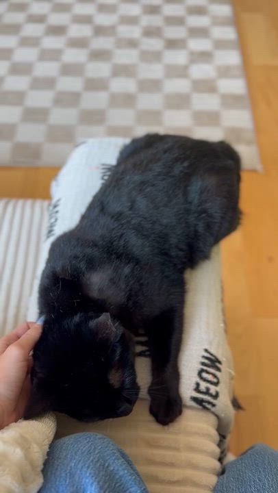 Enlarge Salem, a Adoptable Domestic Short Hair in Ramsey, NJ video 6/6