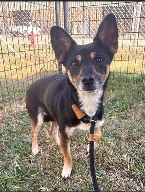 Enlarge Yelena, a ADOPTABLE mixed breed in Bettendorf, IA image 1/4
