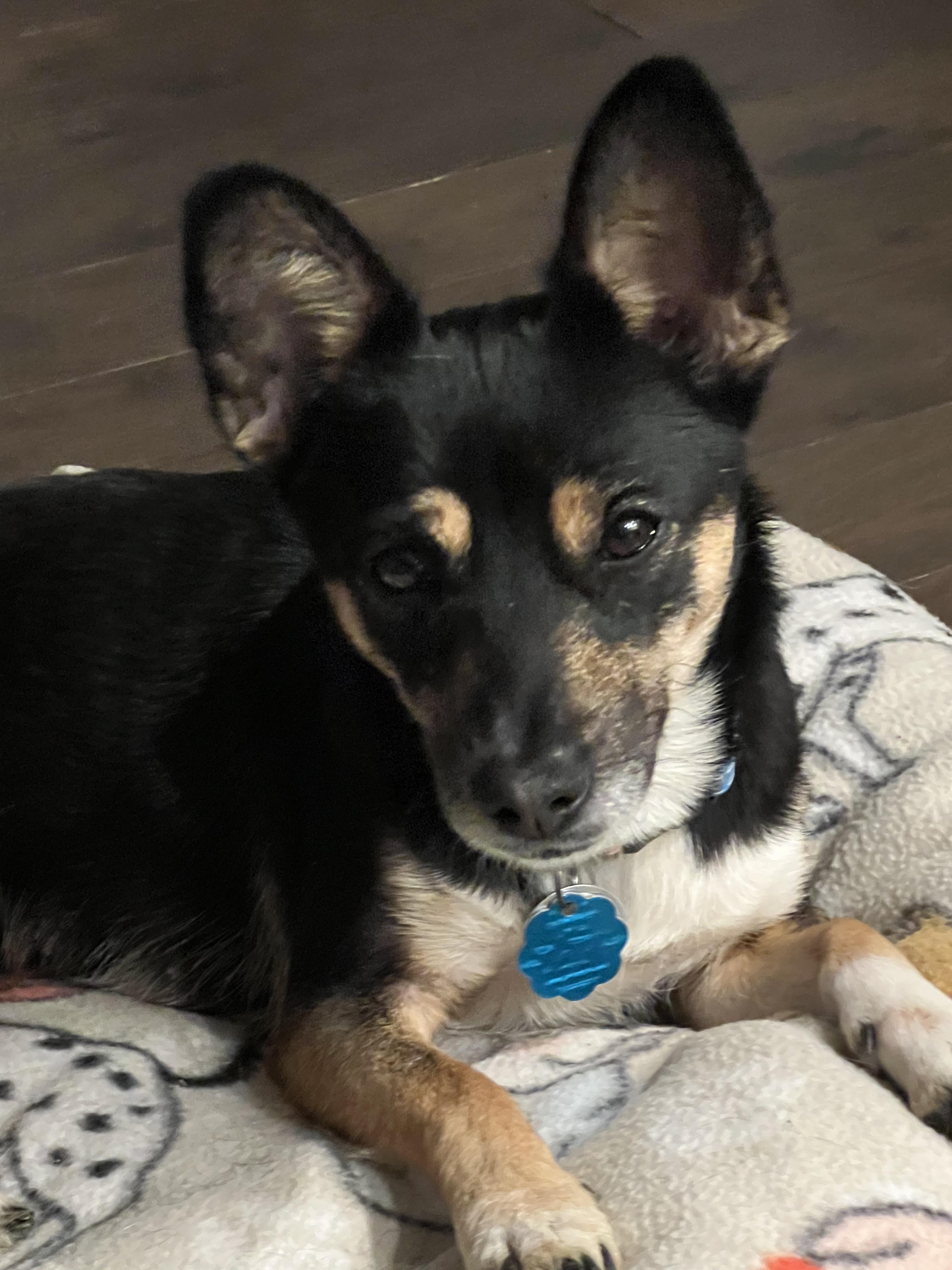 Enlarge Yelena, a ADOPTABLE mixed breed in Bettendorf, IA image 2/4