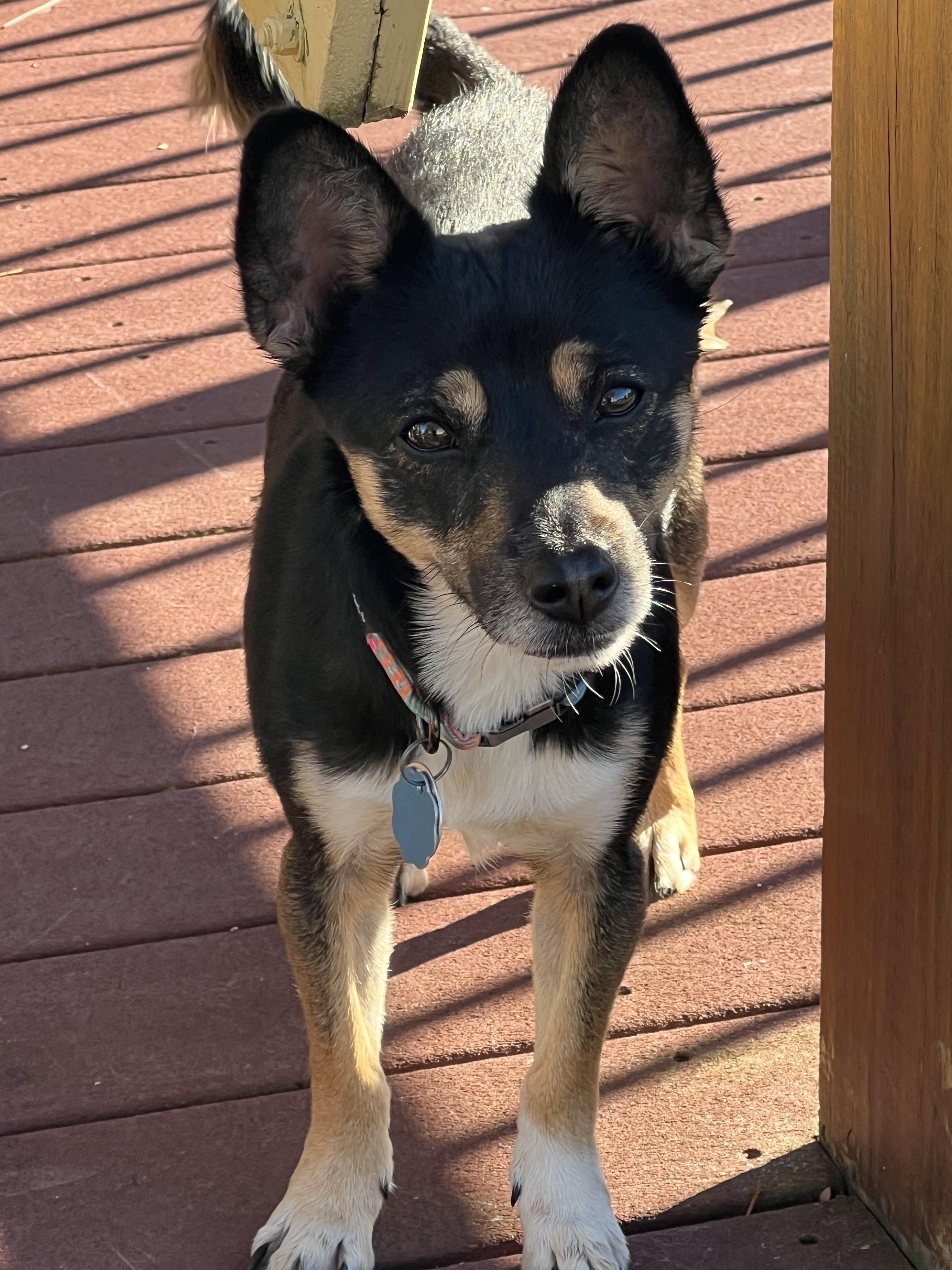 Enlarge Yelena, a ADOPTABLE mixed breed in Bettendorf, IA image 3/4