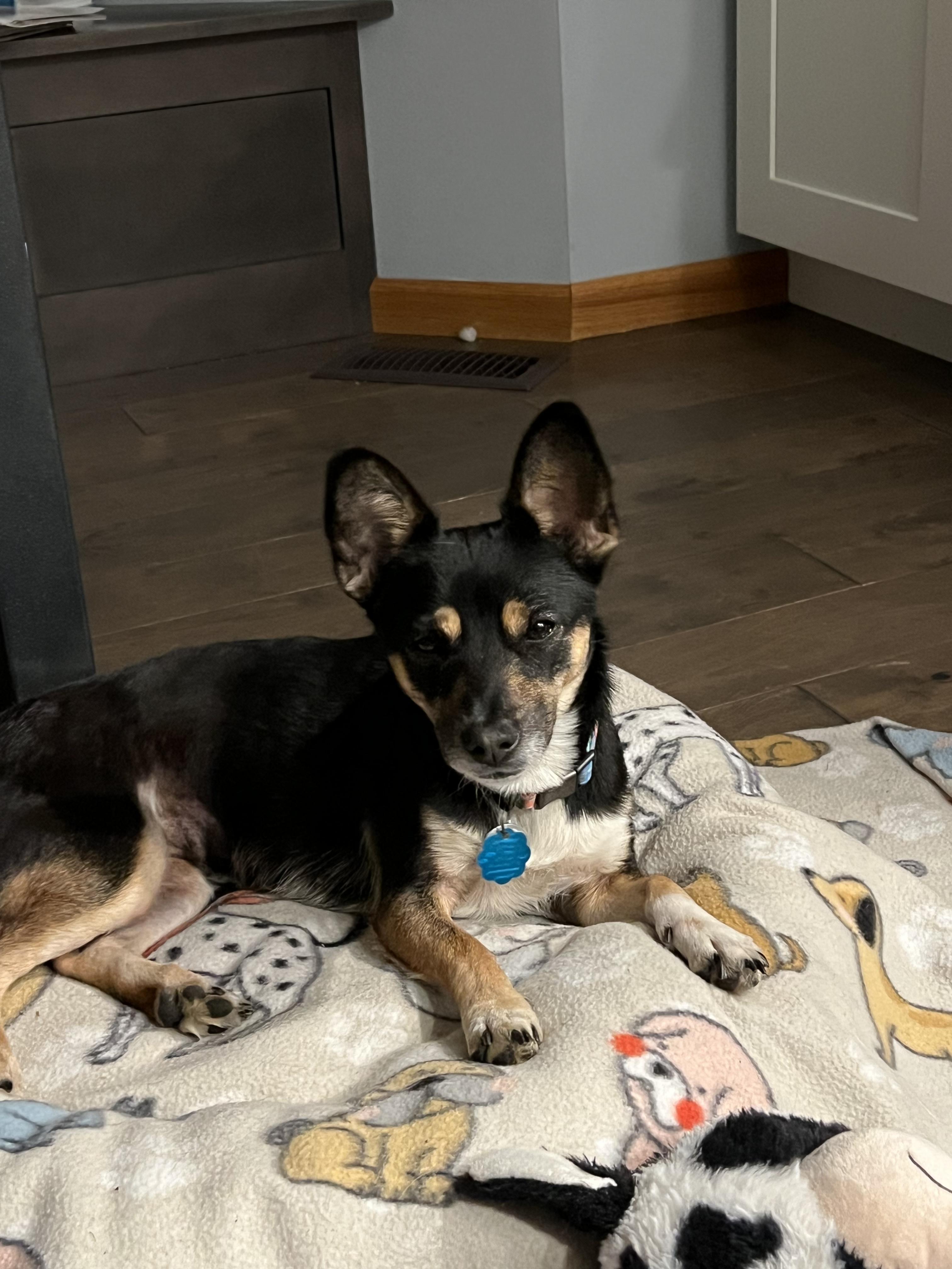 Enlarge Yelena, a ADOPTABLE mixed breed in Bettendorf, IA image 4/4