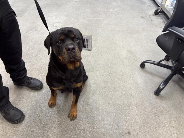 PAIGE, Adoptable, Adult Female Rottweiler.
