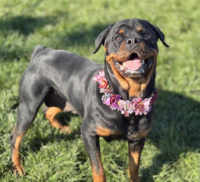 PAIGE, Adoptable, Adult Female Rottweiler.