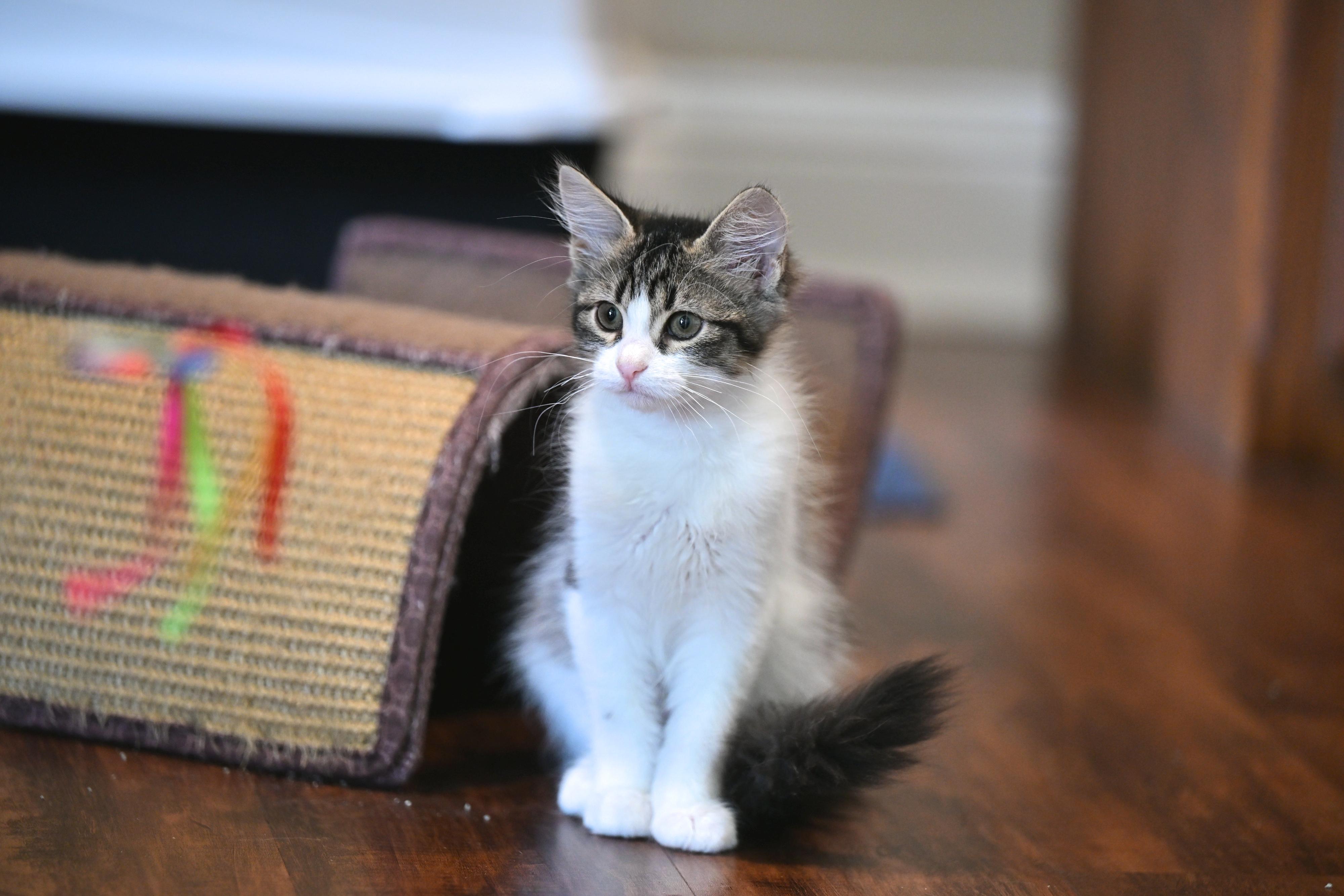All Hallows Eve, Adopted, Kitten Female Ragdoll & Siamese.