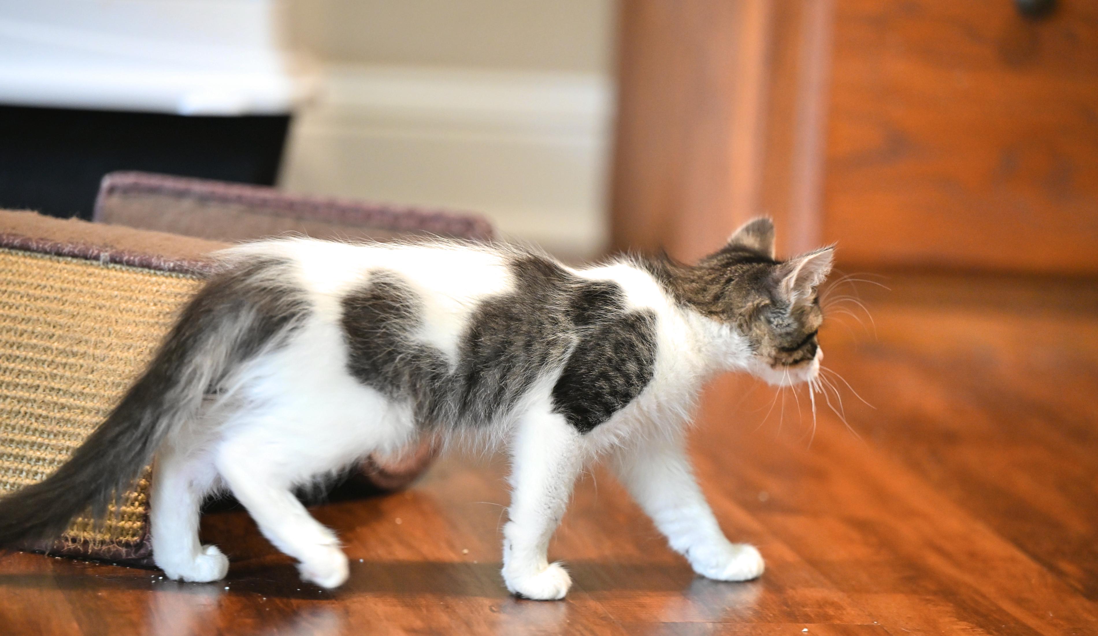Enlarge All Hallows Eve, a Adopted mixed breed in Westford, MA image 3/3