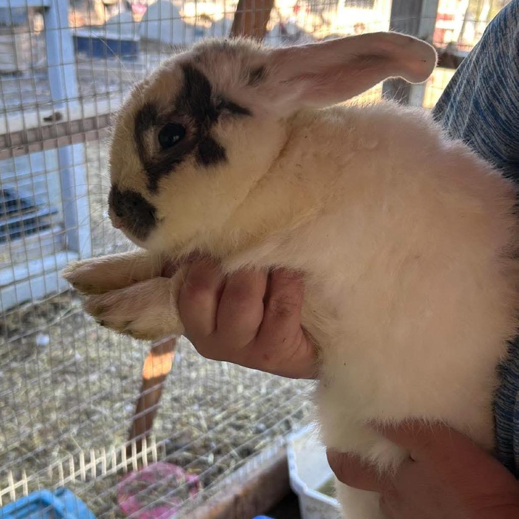 Enlarge Professor Plum, a Adoptable mixed breed in Nampa, ID image 2/2