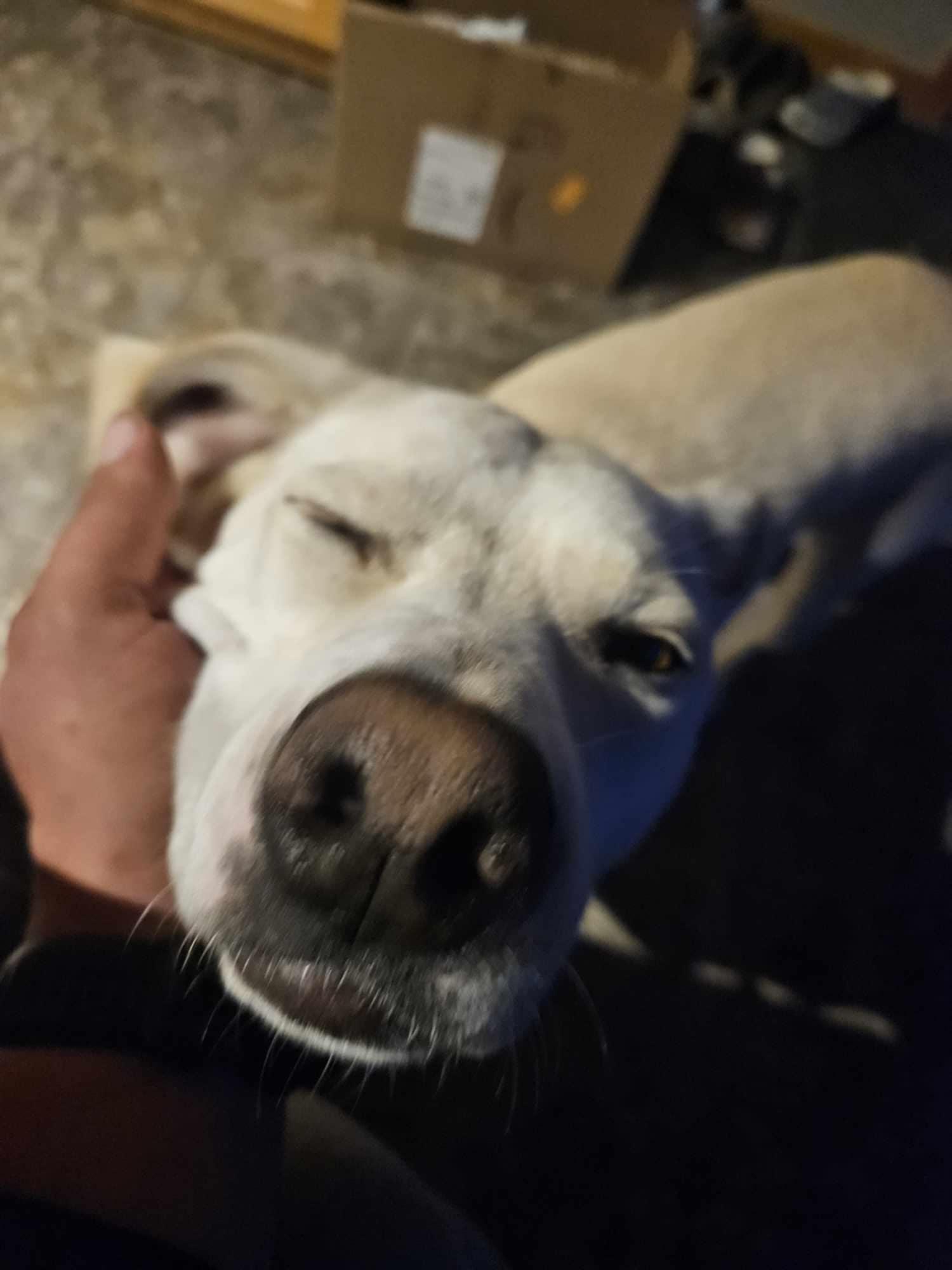 Enlarge Remi, a Adoptable mixed breed in Caledonia, MN image 2/5