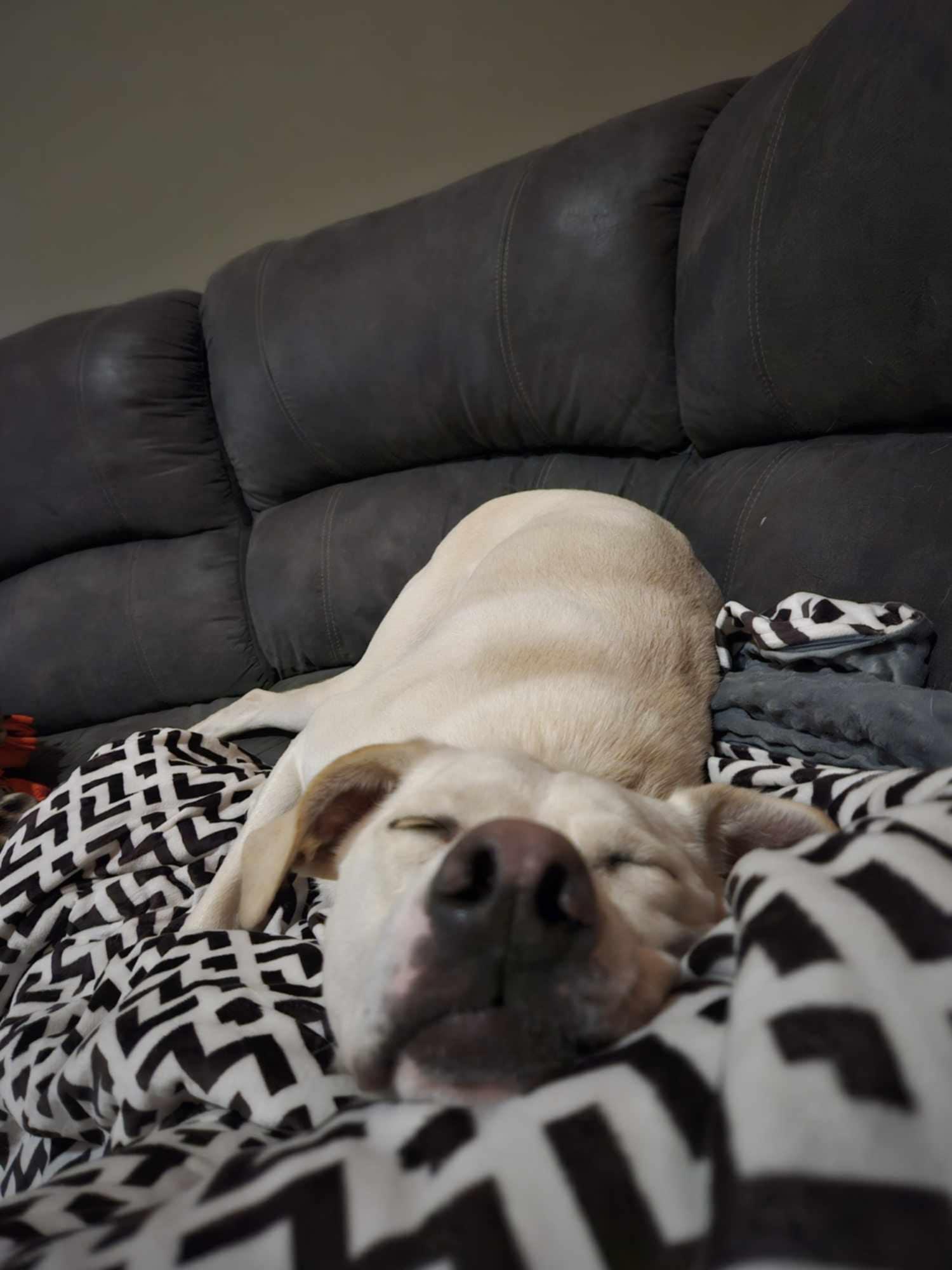 Enlarge Remi, a Adoptable mixed breed in Caledonia, MN image 3/5