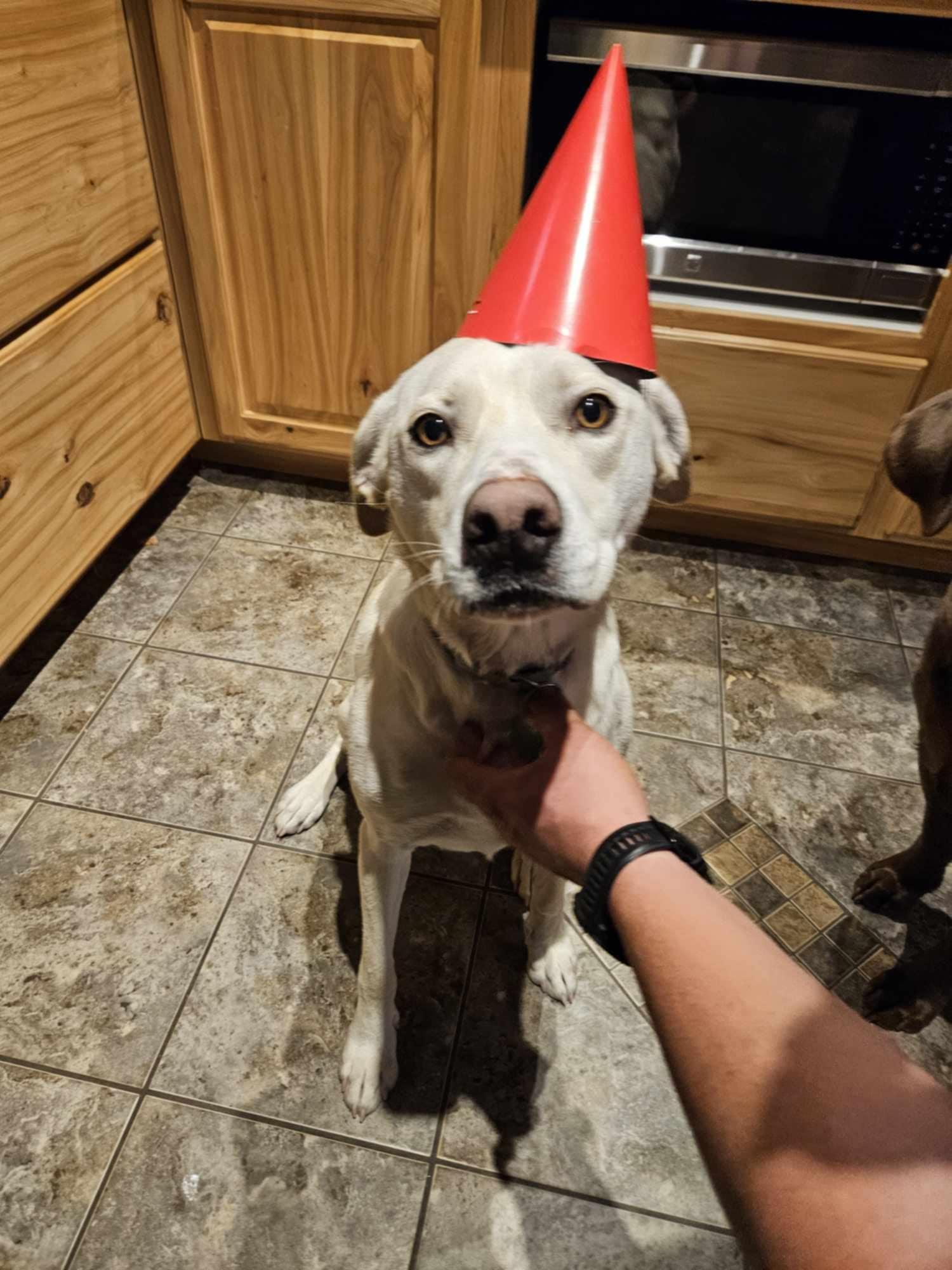 Enlarge Remi, a Adoptable mixed breed in Caledonia, MN image 5/5