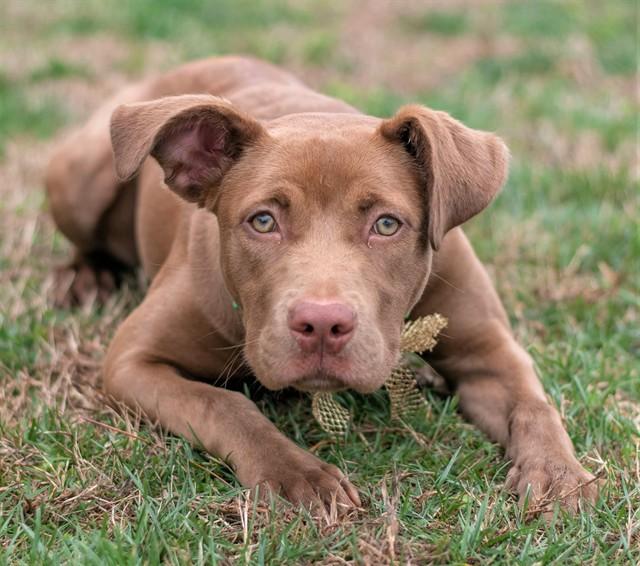 Enlarge RYLEE, a Adoptable mixed breed in York, SC image 1/1