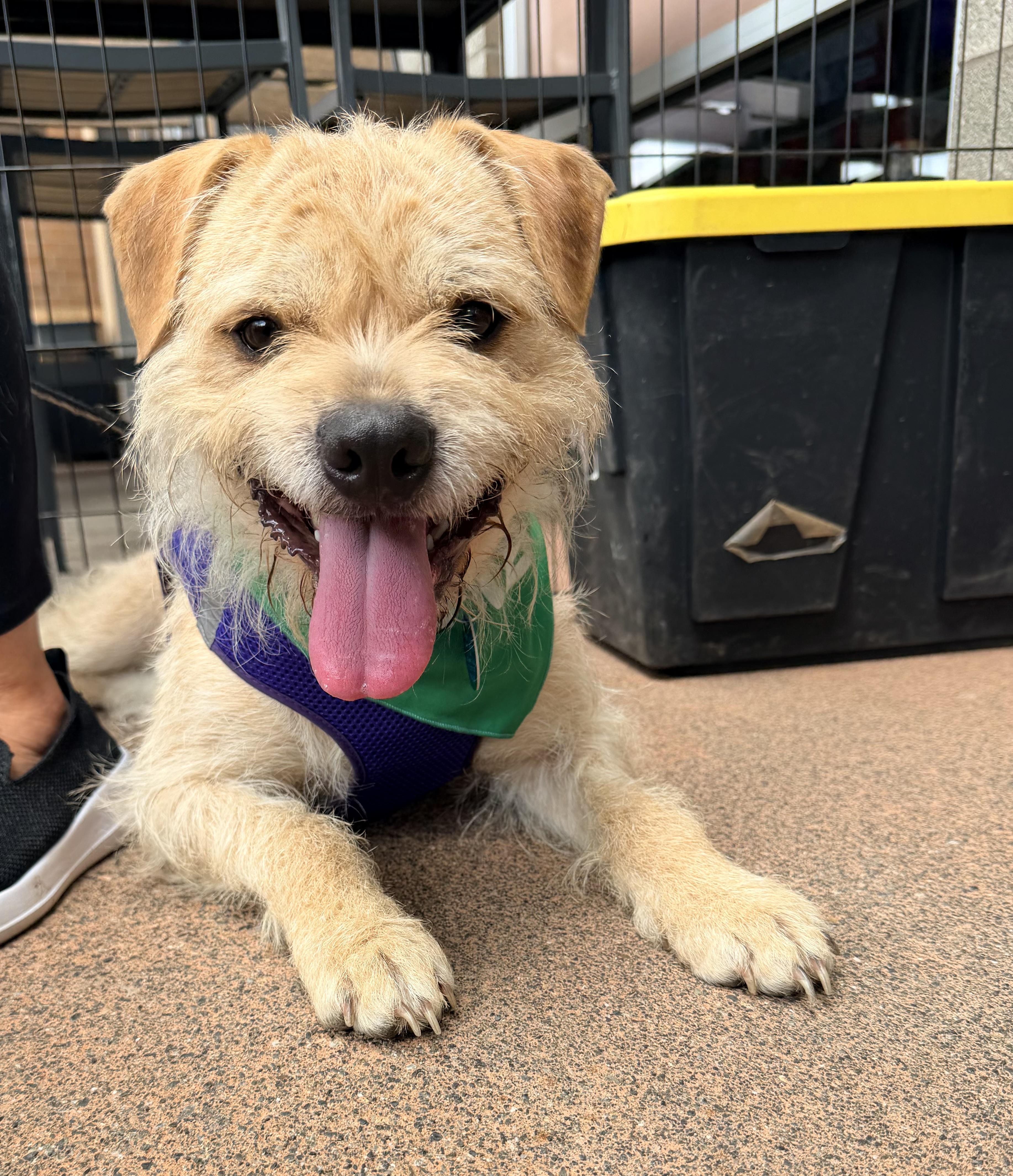 Enlarge THOR, a Adoptable mixed breed in Graham, WA image 2/6