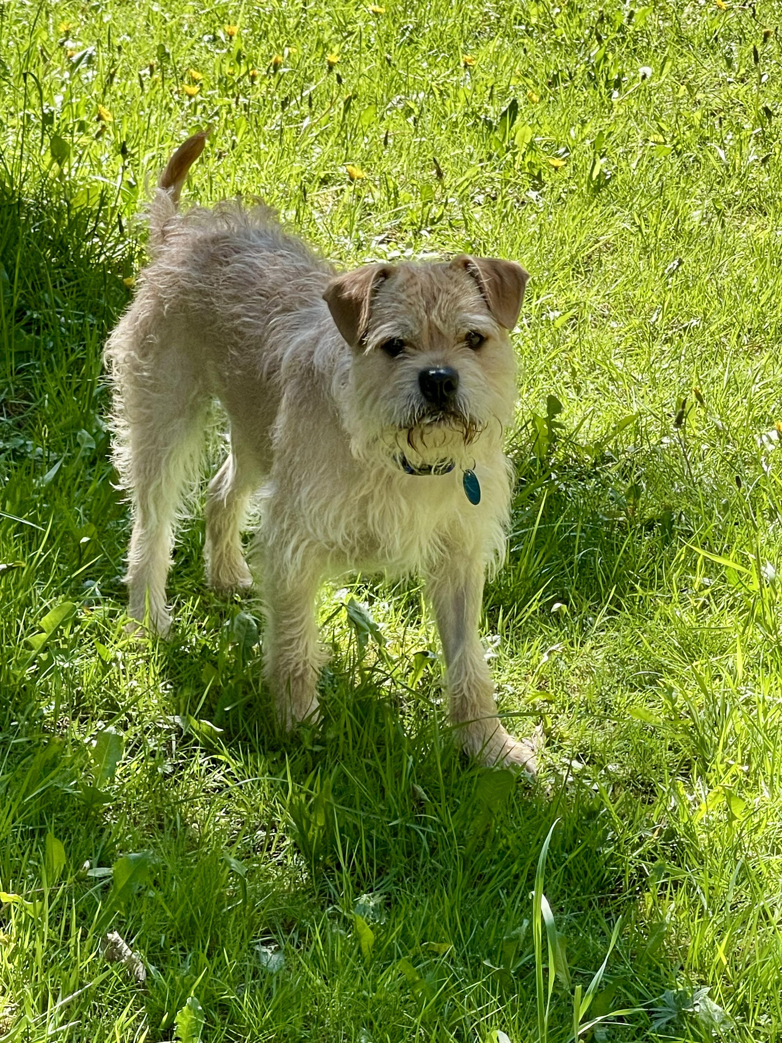 Enlarge THOR, a Adoptable mixed breed in Graham, WA image 5/6