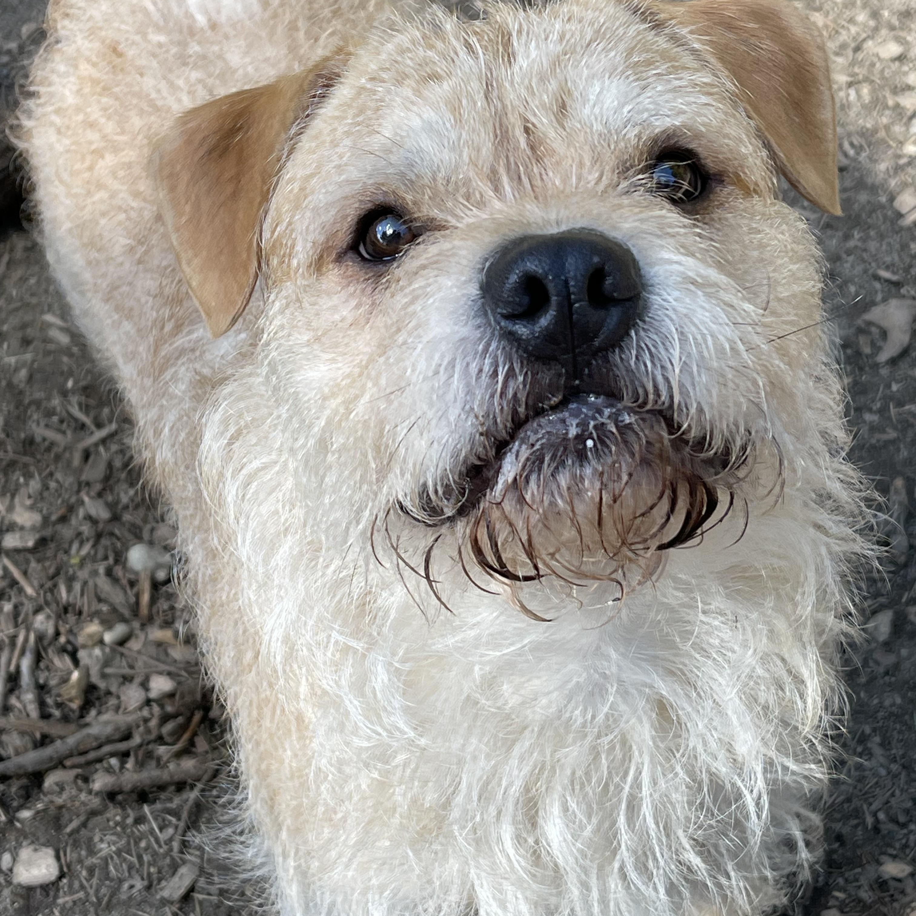 Enlarge THOR, a Adoptable mixed breed in Graham, WA image 4/6