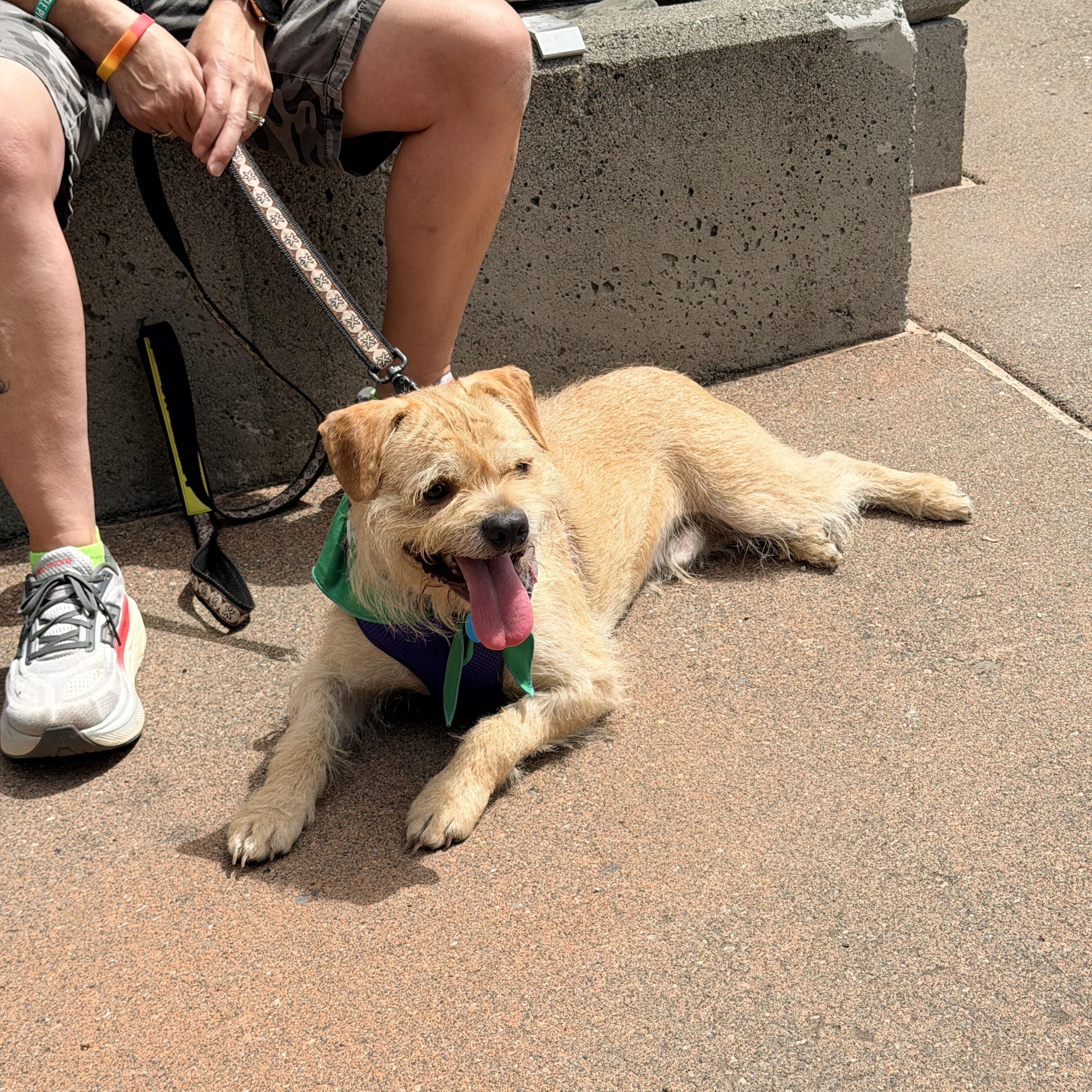 Enlarge THOR, a Adoptable mixed breed in Graham, WA image 6/6