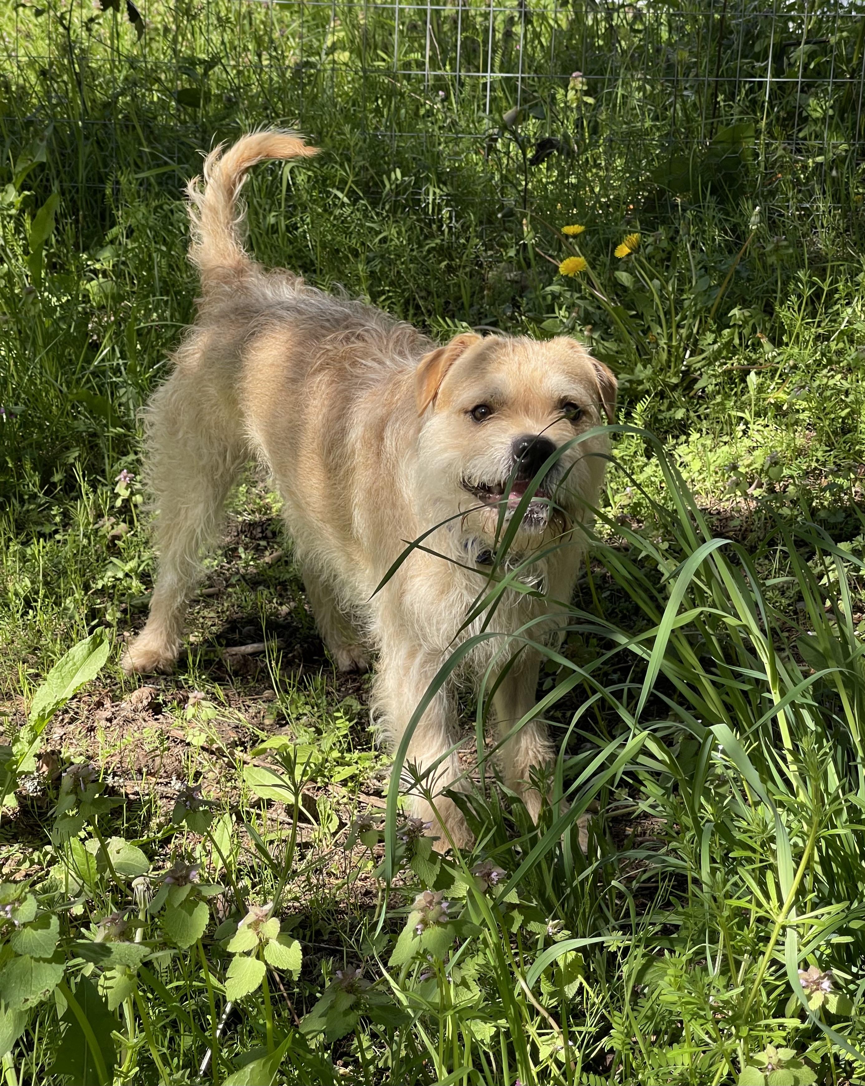 Enlarge THOR, a Adoptable mixed breed in Graham, WA image 3/6