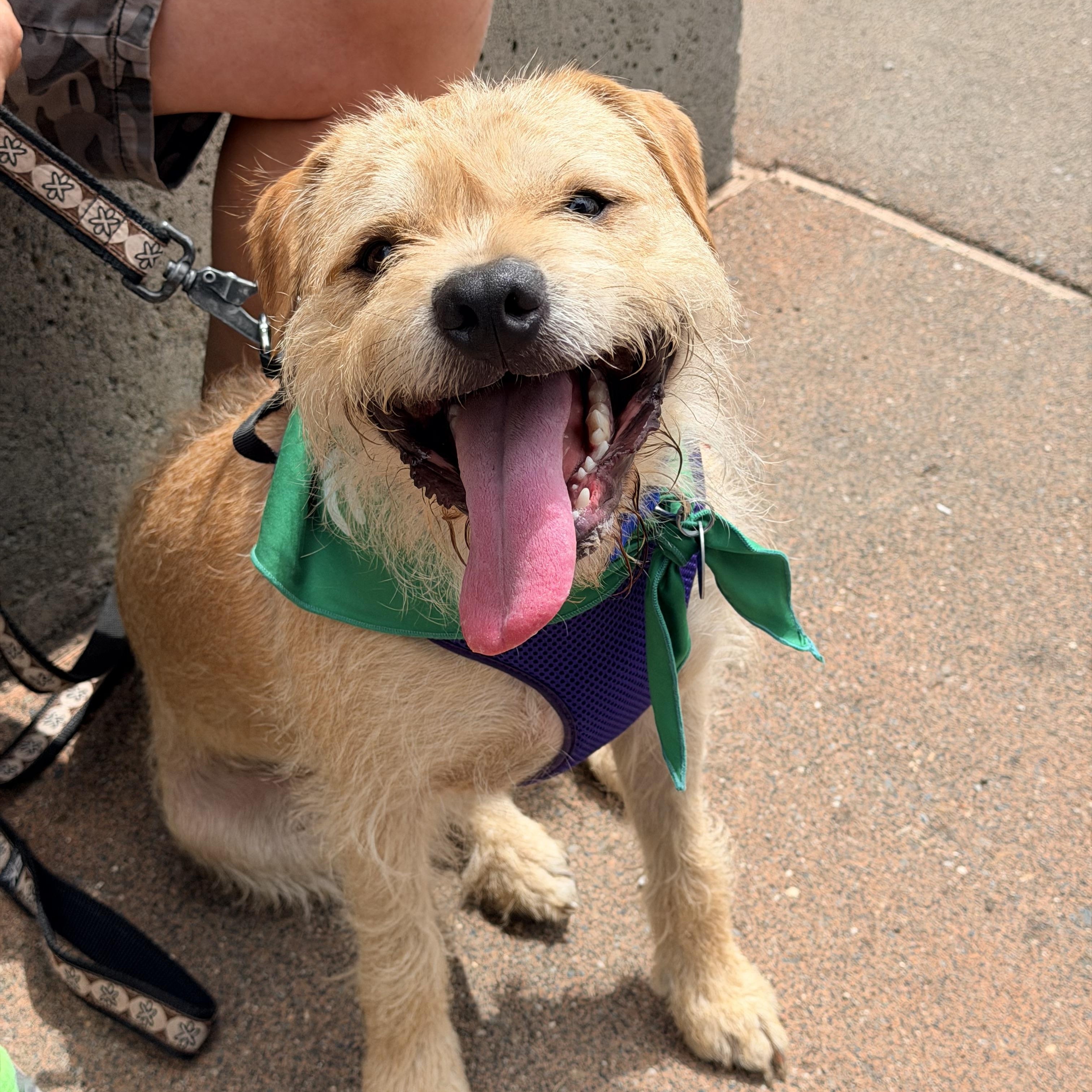 THOR, Adoptable, Adult Male Border Terrier.