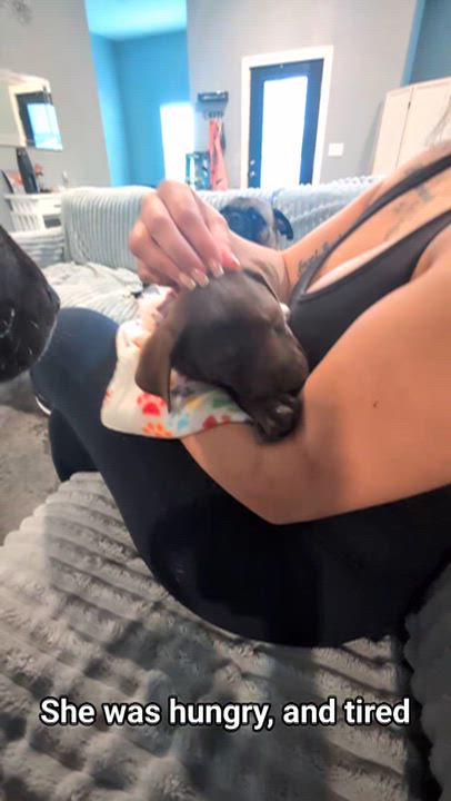 Enlarge Cookie, an adopted mixed breed in Austin , TX video 2/6