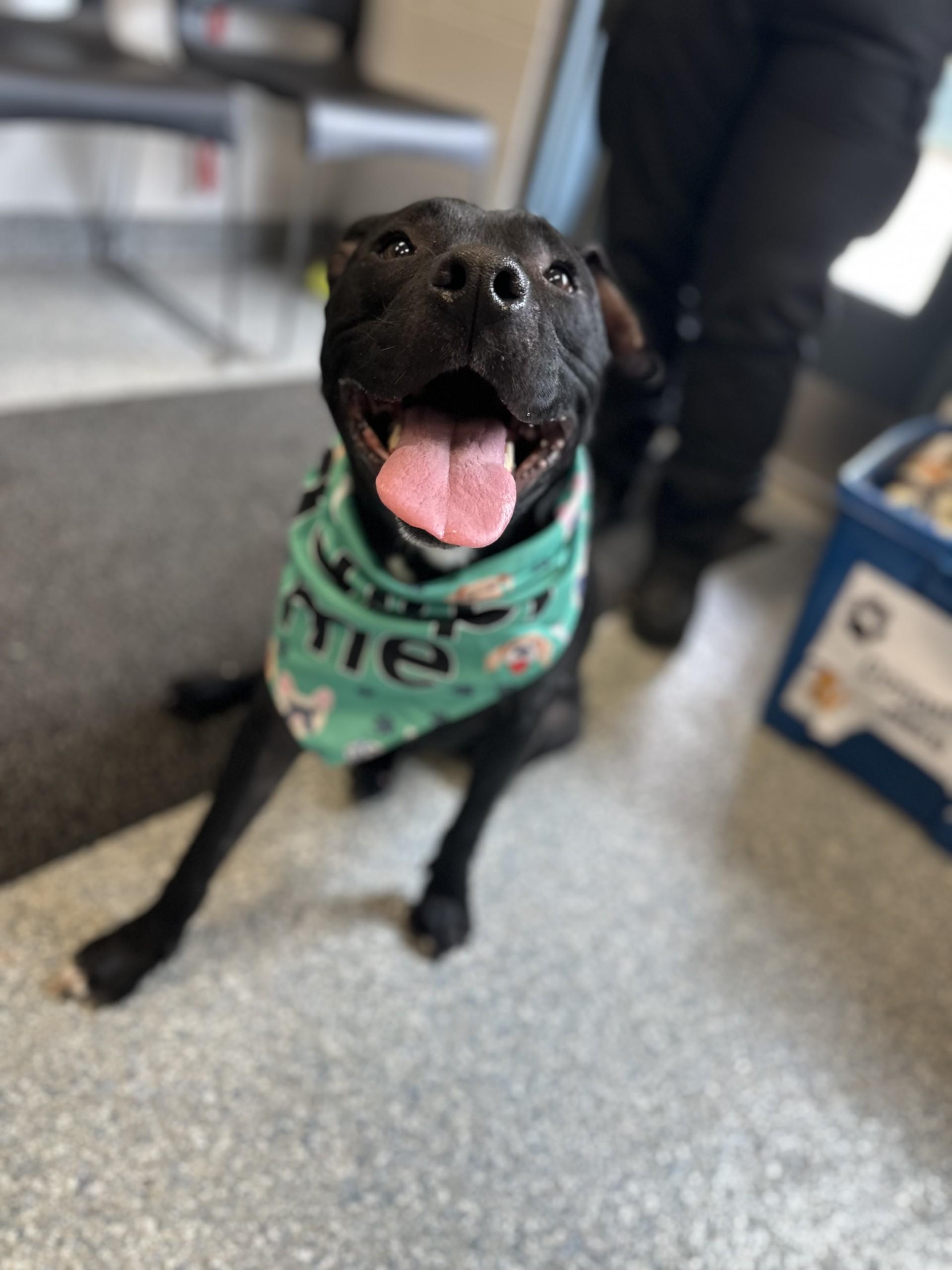 Enlarge Mowgli, a Adoptable mixed breed in West Haven, CT image 1/1